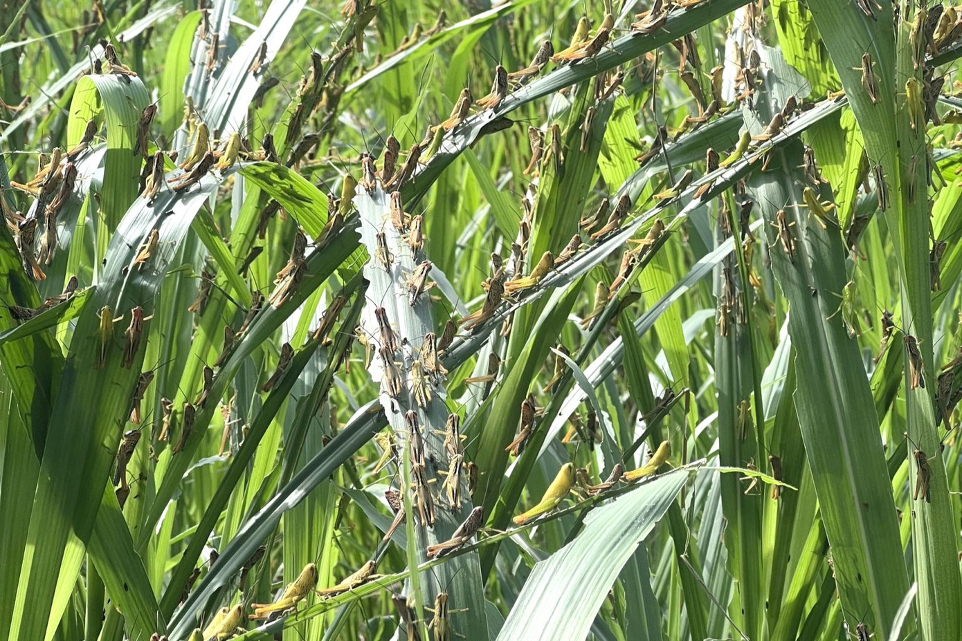 Đàn châu chấu hàng chục triệu con tàn phá vườn ngô, cỏ sữa của dân Đàn châu chấu hàng chục triệu con tàn phá vườn ngô, cỏ sữa của dân