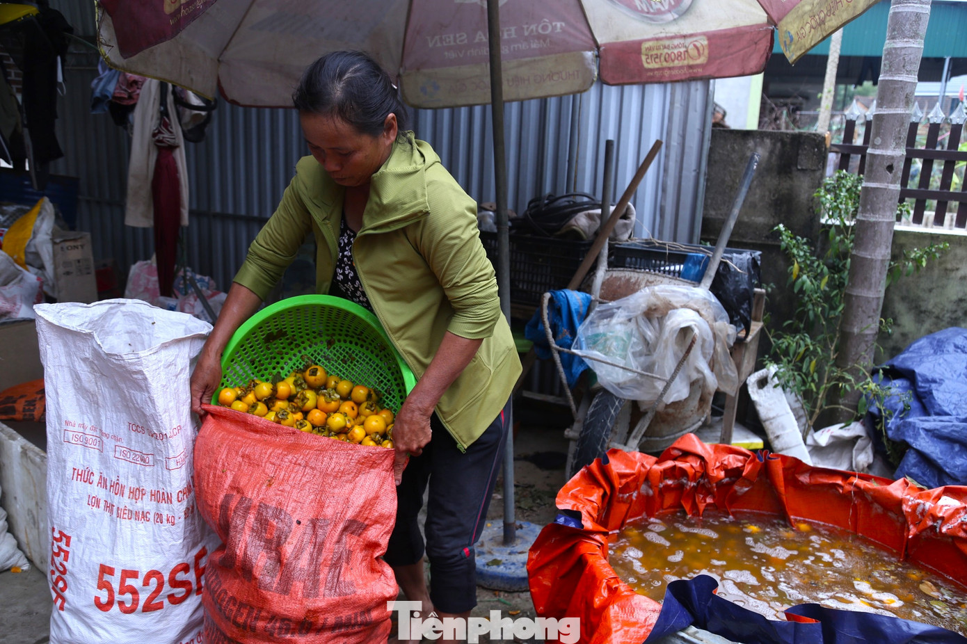 Ông Hồ Viết Hoa, Chủ tịch Hội Nông dân xã Nam Anh cho biết, toàn xã có gần 200ha diện tích trồng hồng, trong đó 150ha đang ở kỳ thu hoạch, còn lại là diện tích cây trồng mới. Năm nay, sản lượng hồng toàn xã ước tính chỉ đạt khoảng 100 tấn, giảm gần 1/3 so với năm 2022. “Hồng mất mùa nhưng lại được giá. Hiện hồng đang được thương lái thu mua với giá từ 15.000 - 40.000 đồng/kg tùy loại. Cao hơn so với năm ngoái 4.000 - 5.000 đồng/kg. Cây hồng phụ thuộc rất nhiều vào thời tiết. Năm nay đầu năm mưa nhiều, cây ra hoa nhiều nhưng sau đó rụng hầu hết. Hơn nữa, cây hồng còn bị ruồi vàng tấn công khiến quả rụng nhiều”, ông Hoa nói. Ông Hồ Viết Hoa, Chủ tịch Hội Nông dân xã Nam Anh cho biết, toàn xã có gần 200ha diện tích trồng hồng, trong đó 150ha đang ở kỳ thu hoạch, còn lại là diện tích cây trồng mới. Năm nay, sản lượng hồng toàn xã ước tính chỉ đạt khoảng 100 tấn, giảm gần 1/3 so với năm 2022. “Hồng mất mùa nhưng lại được giá. Hiện hồng đang được thương lái thu mua với giá từ 15.000 - 40.000 đồng/kg tùy loại. Cao hơn so với năm ngoái 4.000 - 5.000 đồng/kg. Cây hồng phụ thuộc rất nhiều vào thời tiết. Năm nay đầu năm mưa nhiều, cây ra hoa nhiều nhưng sau đó rụng hầu hết. Hơn nữa, cây hồng còn bị ruồi vàng tấn công khiến quả rụng nhiều”, ông Hoa nói.