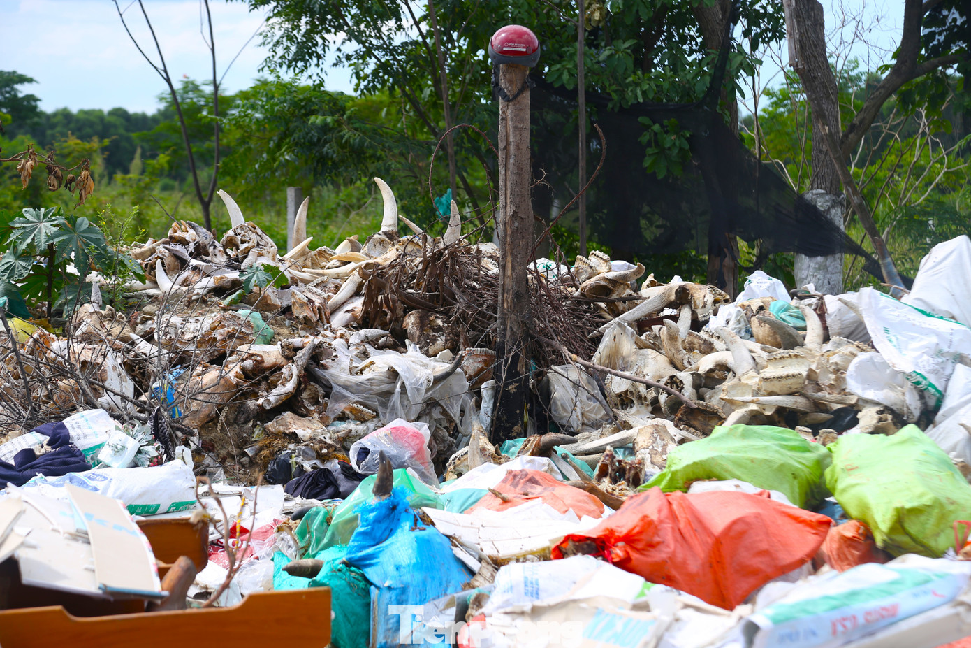“Những đầu trâu, bò sau khi giết mổ và bán, không tiêu thụ được nên được vứt ra khu vực này. Bãi rác này đã tồn tại trong suốt một thời gian dài, gây ô nhiễm nghiêm trọng. Mùi hôi thối nồng nặc, ruồi muỗi, từ khu vực khiến cuộc sống của người dân bị đảo lộn”, một người dân sống gần khu “nghĩa địa” trâu, bò cho hay.