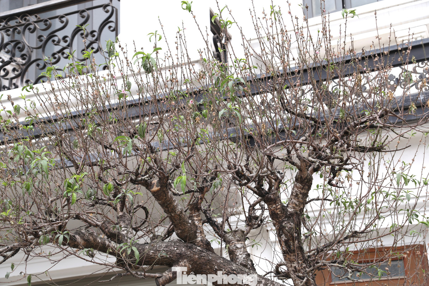 Hoa đào đều đã khô héo, úa tàn