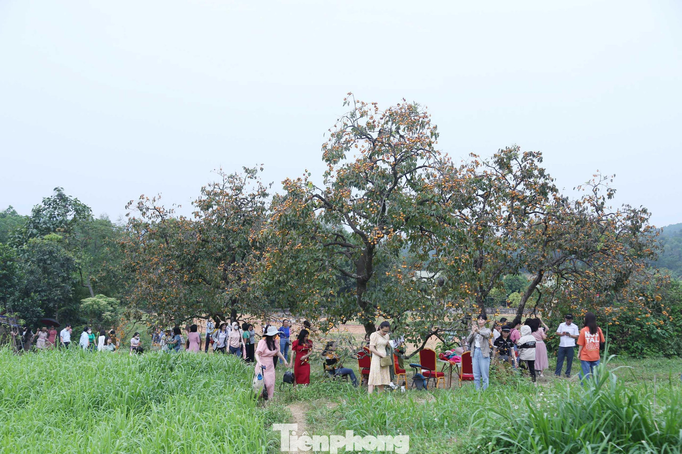 Xã Nam Anh, huyện Nam Đàn được xem là “thủ phủ” hồng của tỉnh Nghệ An. Toàn xã có khoảng 300 hộ trồng hồng với diện tích khoảng 150 ha. Mùa hồng bắt đầu từ tháng 9 và kéo dài hết tháng 11. Hồng ở đây được gọi là hồng cậy, có vỏ mỏng, múi giòn và thơm.