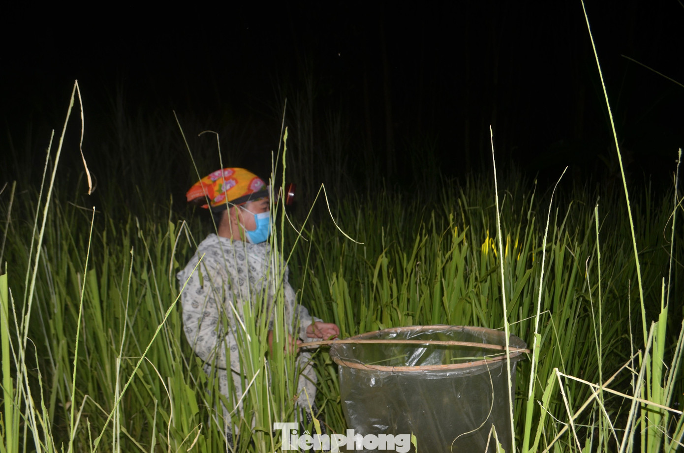 Người dân xuyên đêm đi bắt châu chấu Người dân xuyên đêm đi bắt châu chấu