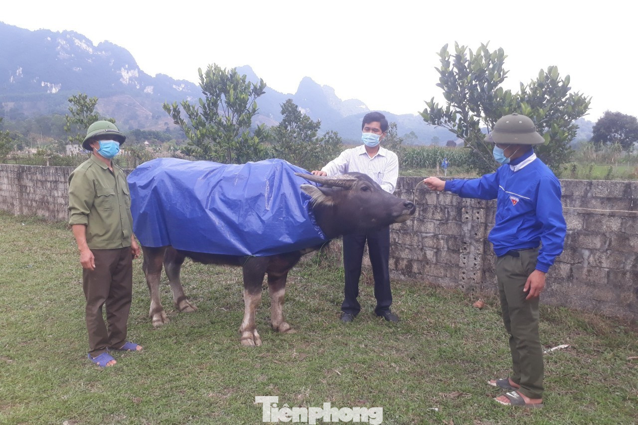 Cắt bạt may thêm áo cho trâu