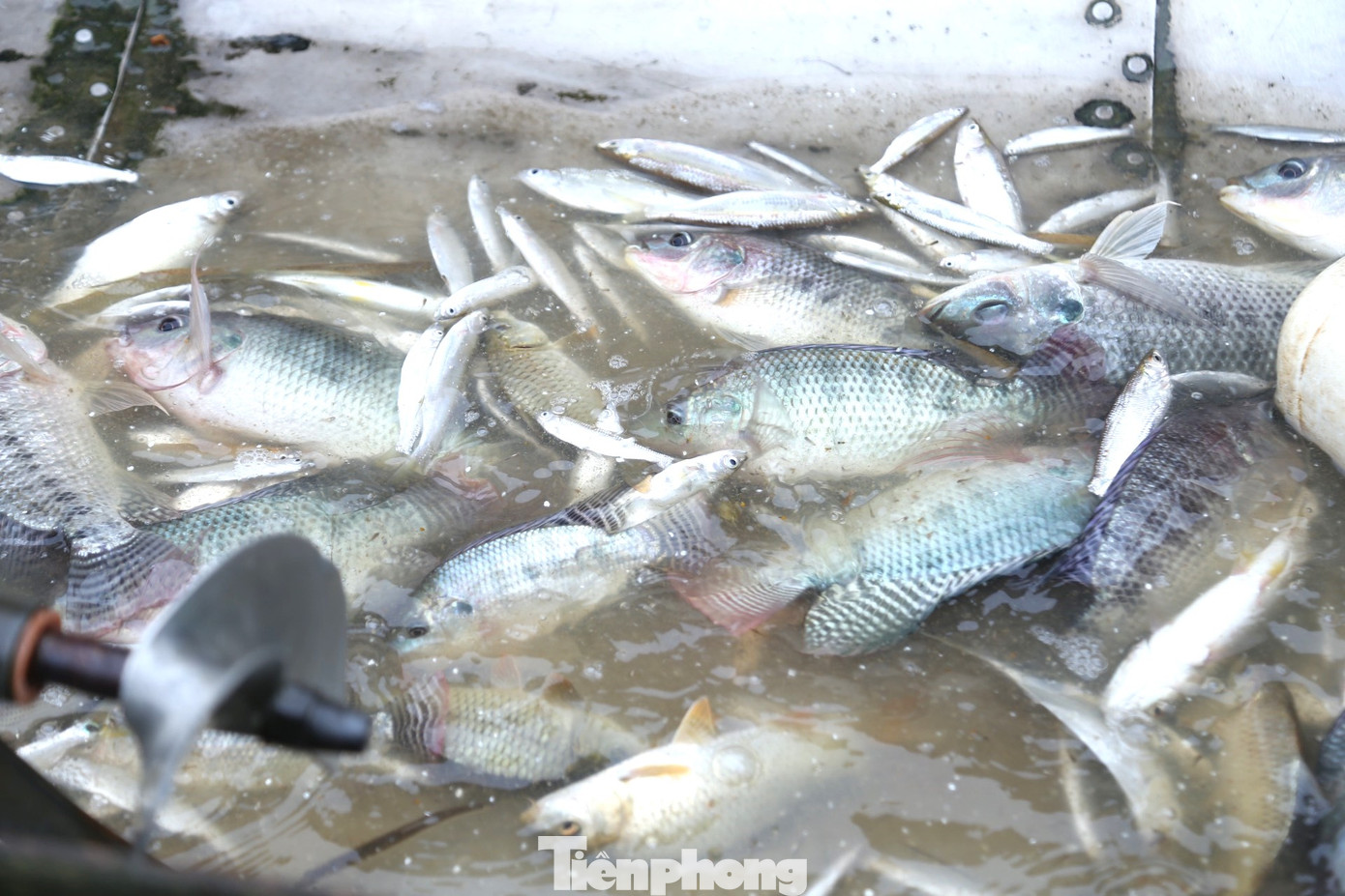 Chiến lợi phẩm sau một lần giăng lưới trên sông. Chiến lợi phẩm sau một lần giăng lưới trên sông.