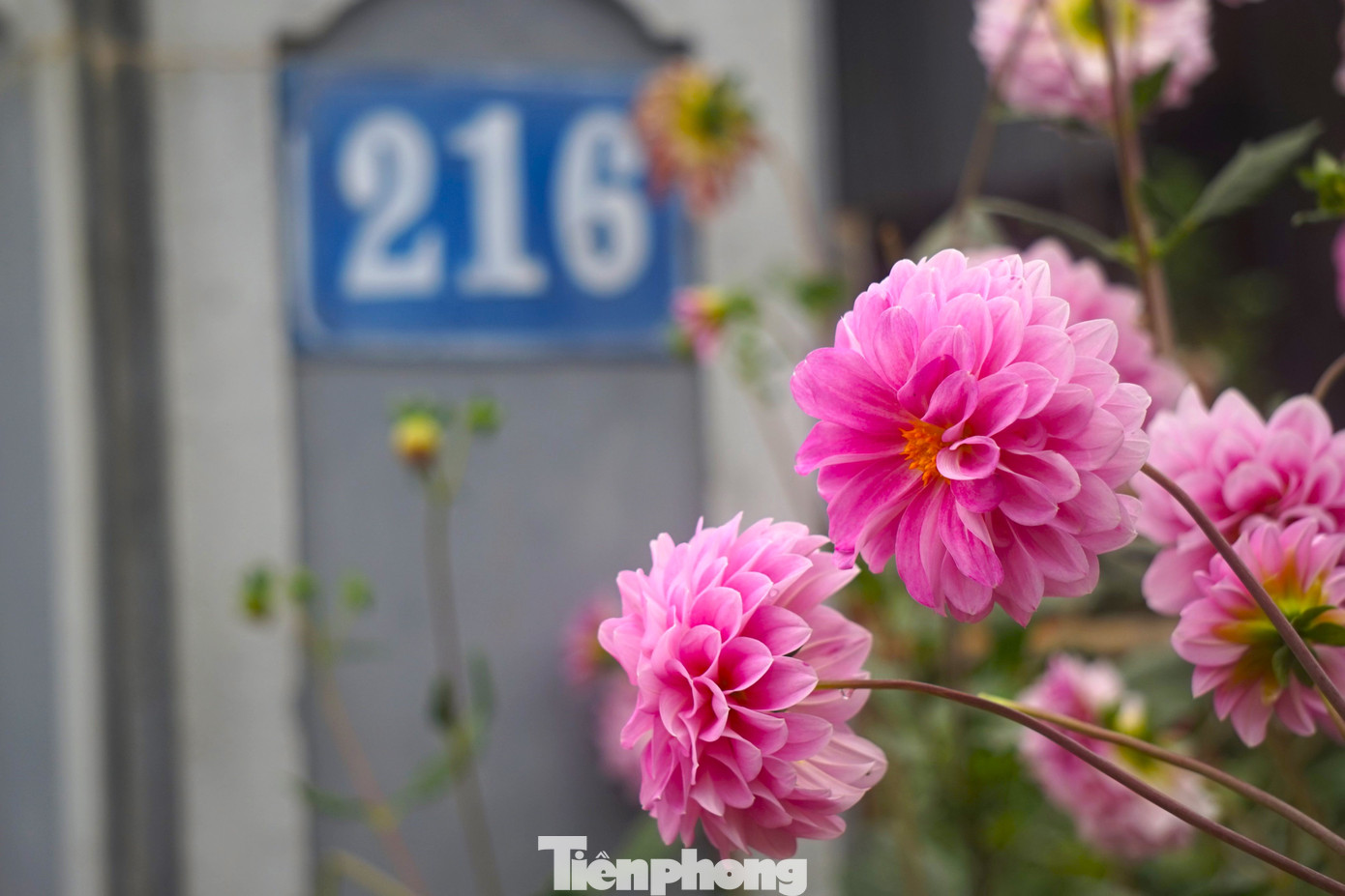 Từ một số hộ dân ban đầu, đến nay nhà nào ở xóm Vĩnh Hoàn cũng trồng hoa khiến tuyến đường càng thêm rực rỡ.