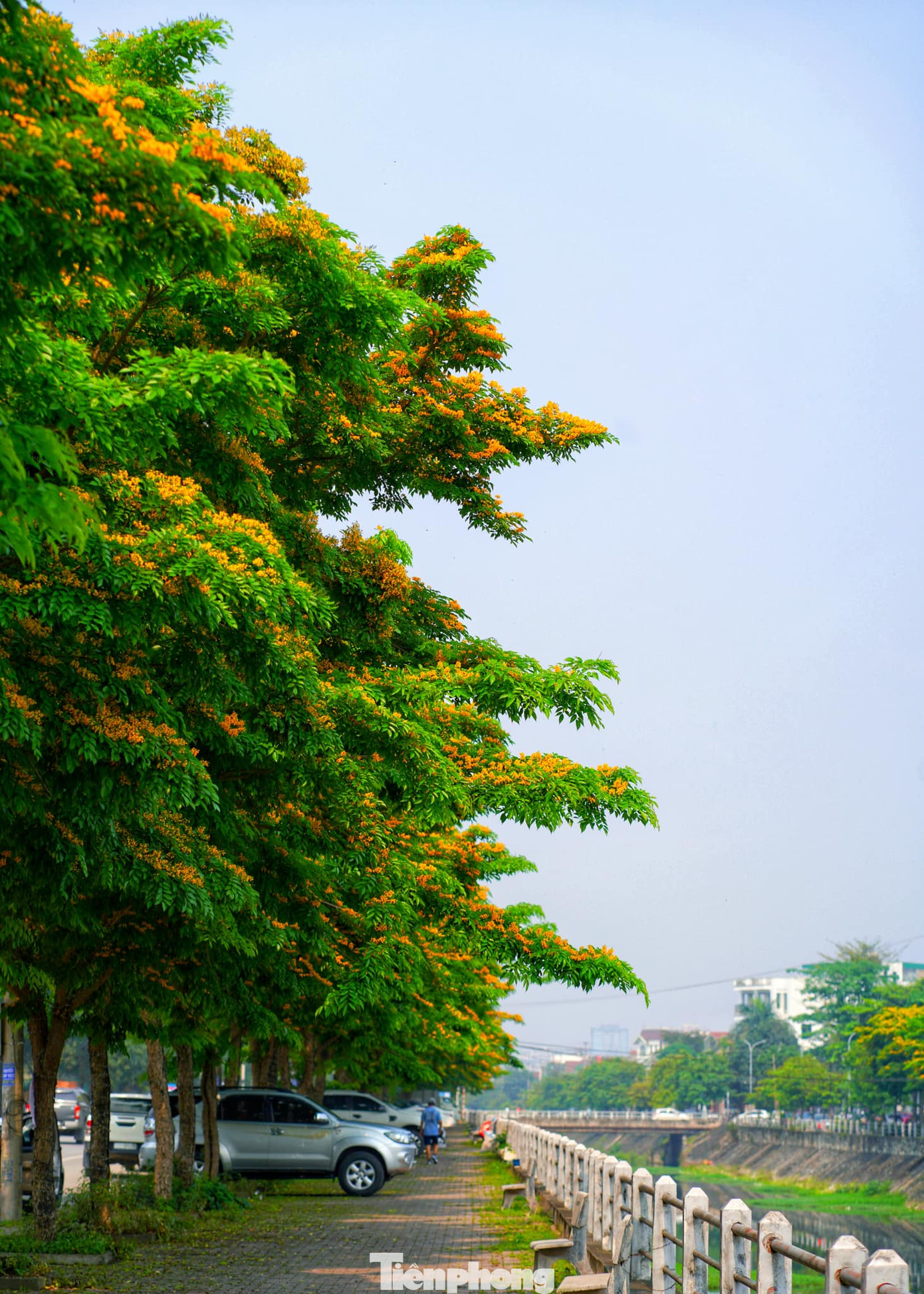 Giáng hương có thể lên tới 35m, cây có đường kính thân lớn, bên ngoài thân có lớp vỏ màu nâu đen sẫm, vỏ không nhẵn, bề ngoài là các nét kẻ dọc. Lá của cây giáng hương có màu xanh, hình elip, thuôn dài.