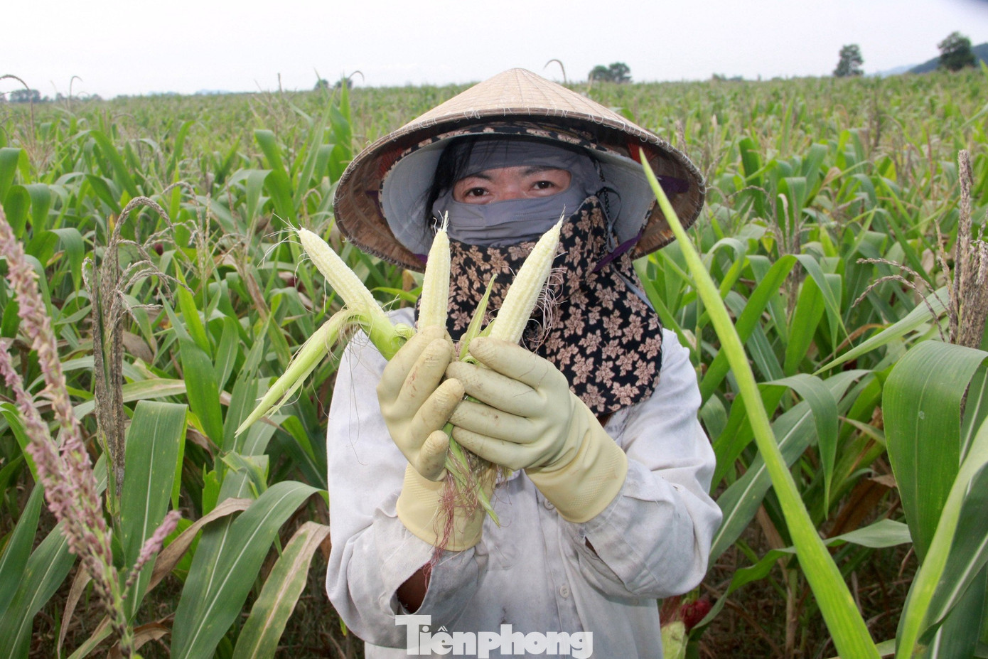 Ngô không thể tạo hạt, nông dân đứng ngồi không yên