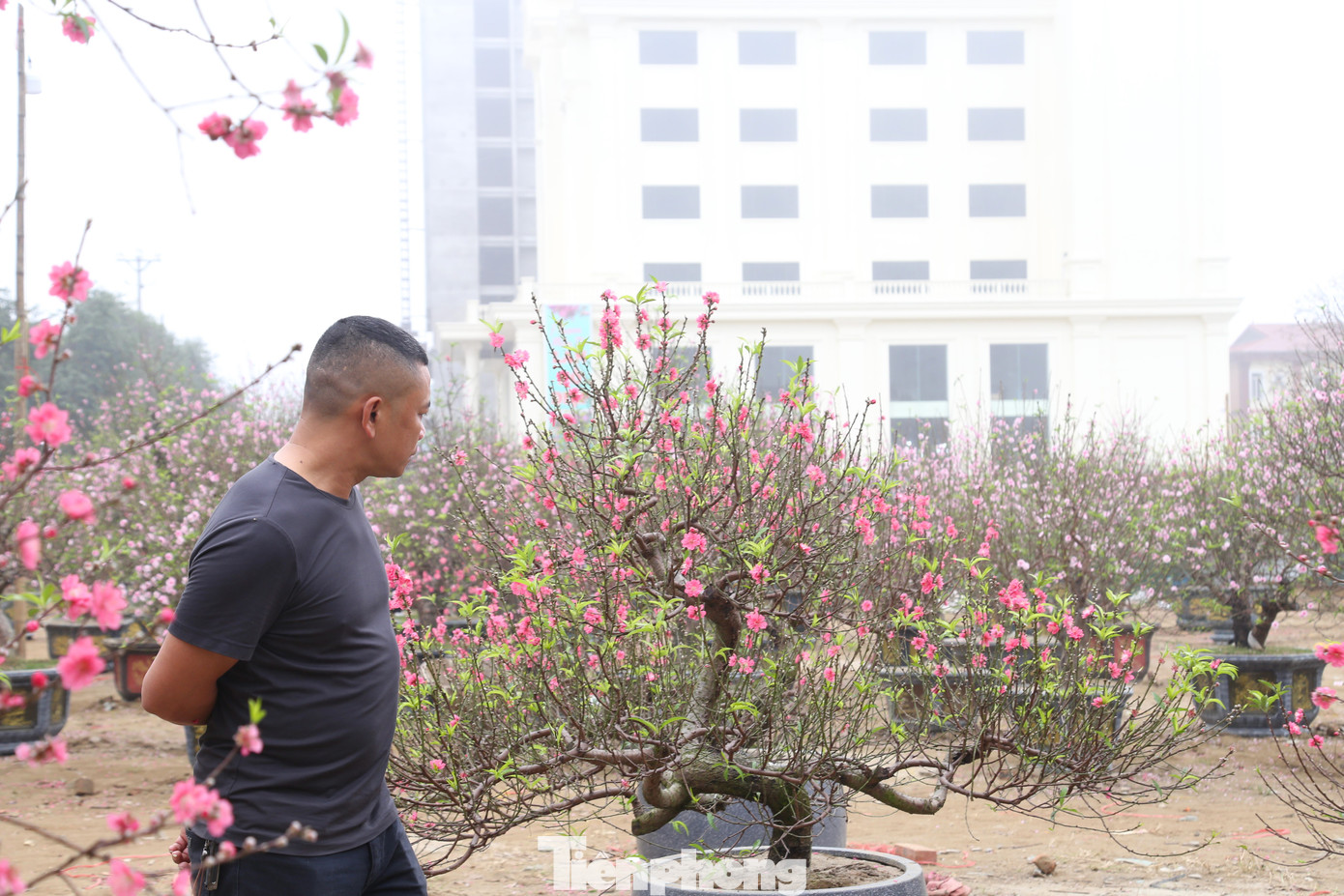 Theo các tiểu thương, năm nay, thời tiết nắng ấm khiến hoa đào nở bung gần hết, bán rất khó dù giá đã giảm sâu.