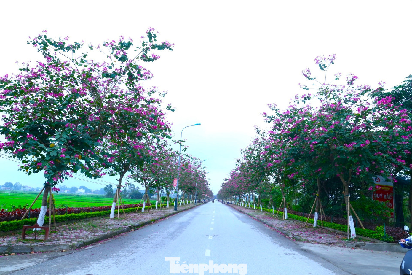 Con đường Xô Viết dài khoảng 1,3km đi vào khu di tích đặc biệt Quốc gia Kim Liên mùa này như được 'khoác áo mới' bởi sắc tím của hoa ban.