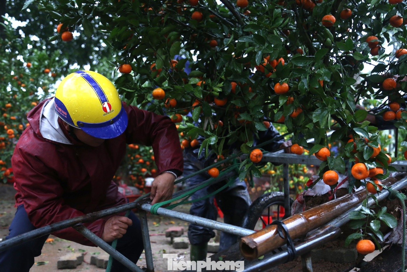 “Như năm trước, một ngày tôi phải chở được trên dưới 20 chuyến nhưng năm nay, thị trường hoa, cây cảnh khá ảm đạm. Trung bình một ngày tôi chỉ chở thuê được khoảng 5-7 chuyến. Giá mỗi chuyến không cố định, tùy thuộc vào quãng đường di chuyển và giá trị, kích thước của cây. Nếu quãng đường xa, cây giá trị lớn thì chi phí sẽ cao và ngược lại. Giá dao động từ 100.000 - 400.000 đồng/chuyến”, anh Thanh chia sẻ.