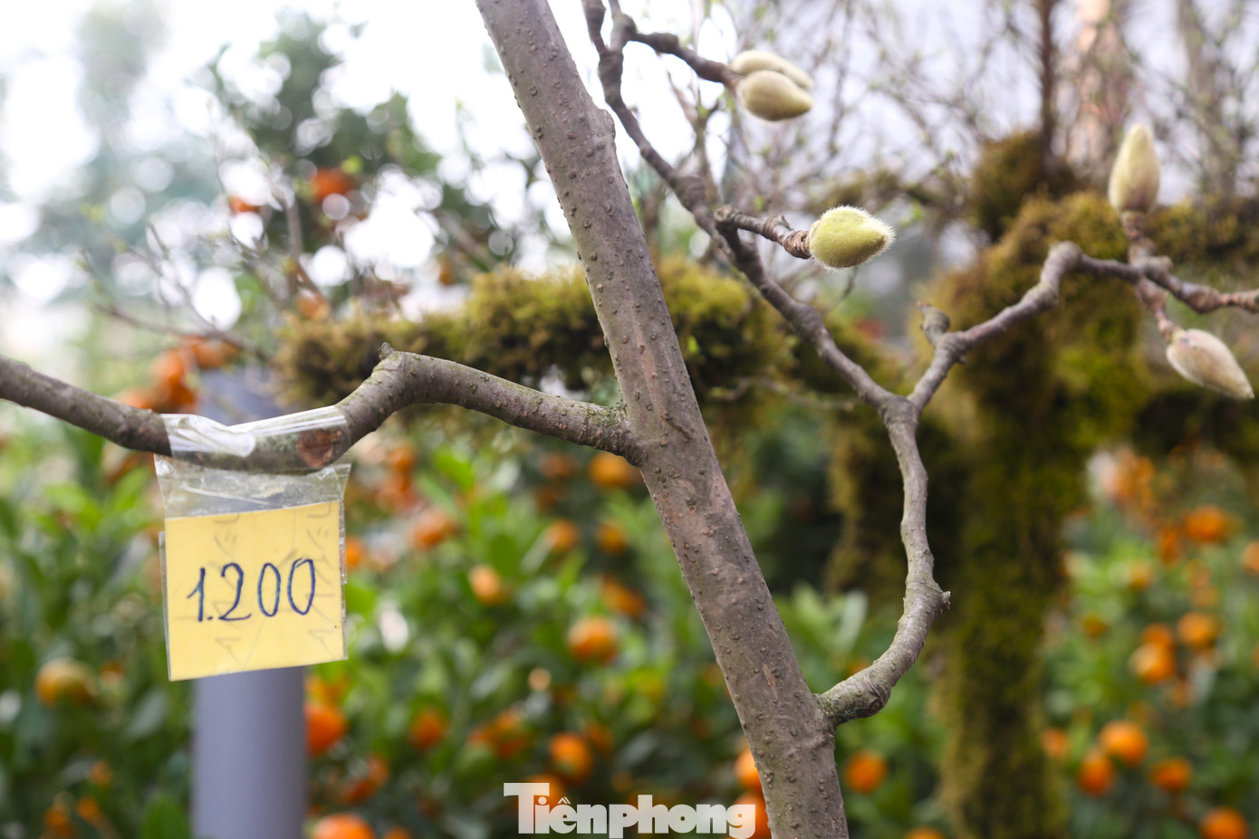 Một cây mộc lan được niêm yết giá