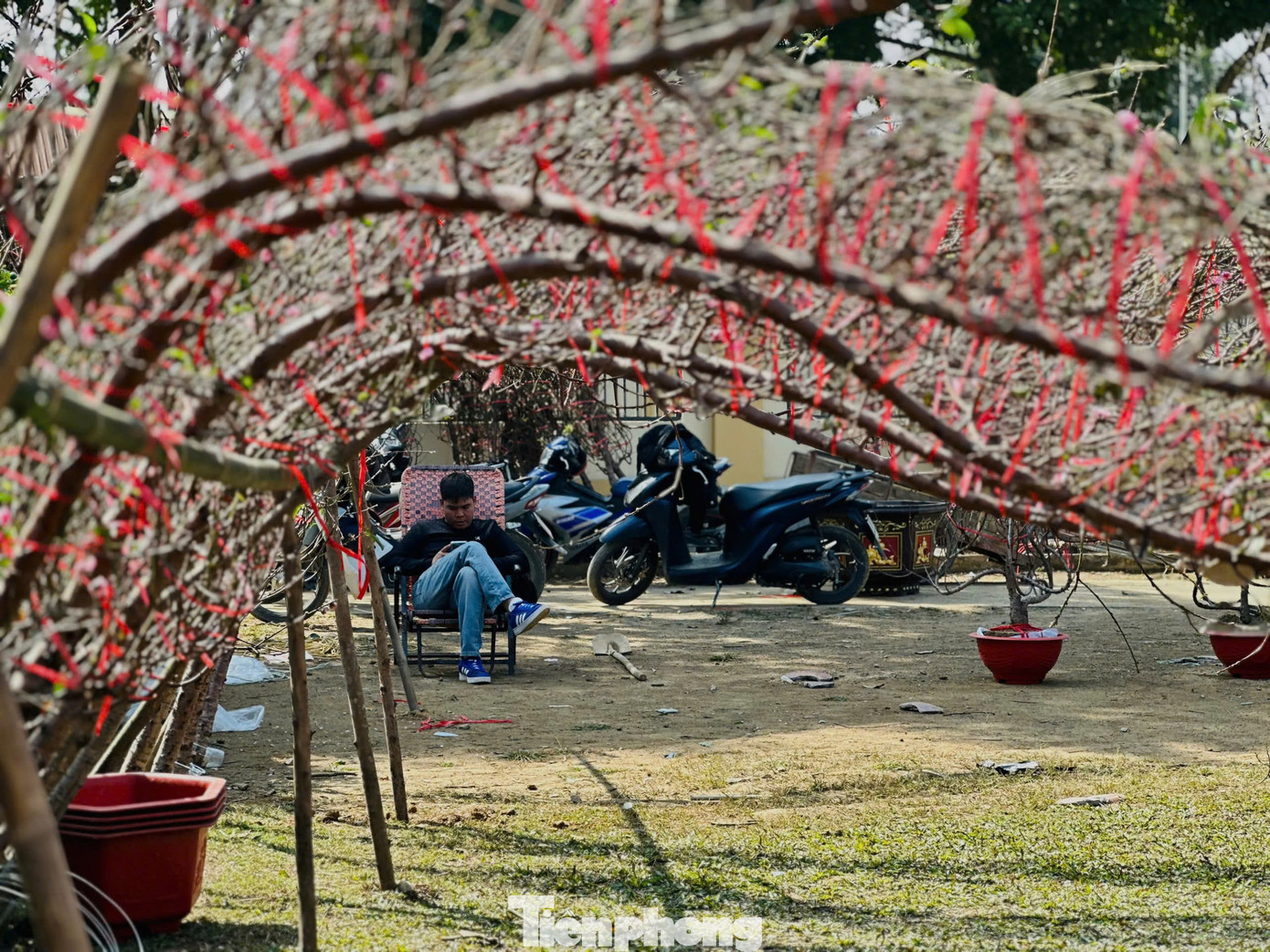 Anh Trần Như Văn (trú TP Hà Tĩnh) cho biết, năm nay anh đưa 800 gốc đào huyền về bán. Tầm này như các năm trước đã bán được khoảng trên 50% hàng hoá, song đến nay số lượng chỉ mới bán được khoảng 100 cành. Năm nay hoa đẹp, nhưng do thời tiết nắng nóng, hoa nở nên sức mua của người dân hạn chế.