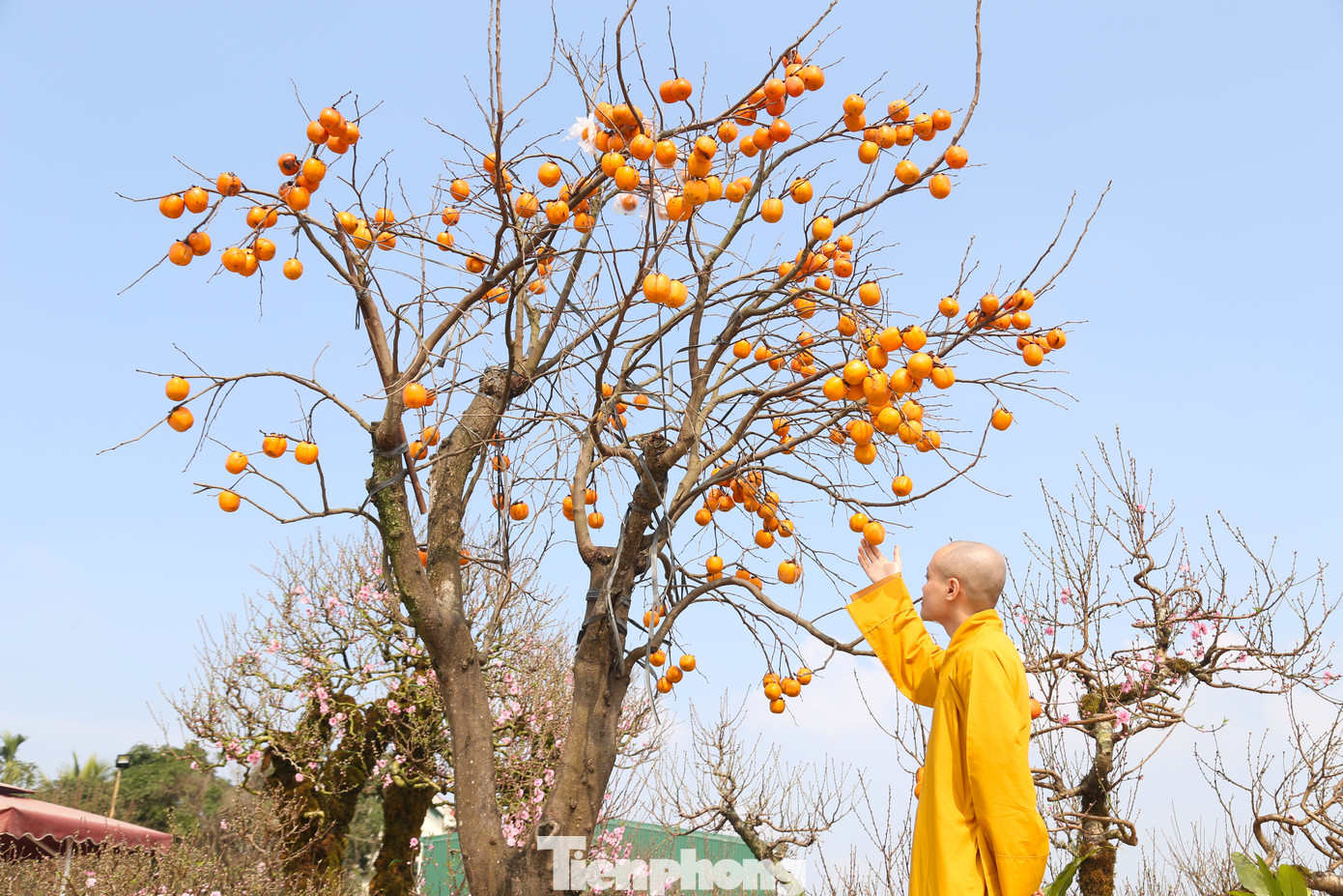 Theo anh Thắng, hồng là dòng cây phong thủy, cầu phú quý, có thể chơi được tới tháng hai âm lịch mà không cần chăm sóc cầu kỳ. Tuy nhiên, cần chú ý dinh dưỡng cho đất, bởi hồng là loại cây ưa thoáng, rễ tơ cần không gian phát triển và dễ hút nước, dinh dưỡng. Theo anh Thắng, hồng là dòng cây phong thủy, cầu phú quý, có thể chơi được tới tháng hai âm lịch mà không cần chăm sóc cầu kỳ. Tuy nhiên, cần chú ý dinh dưỡng cho đất, bởi hồng là loại cây ưa thoáng, rễ tơ cần không gian phát triển và dễ hút nước, dinh dưỡng.