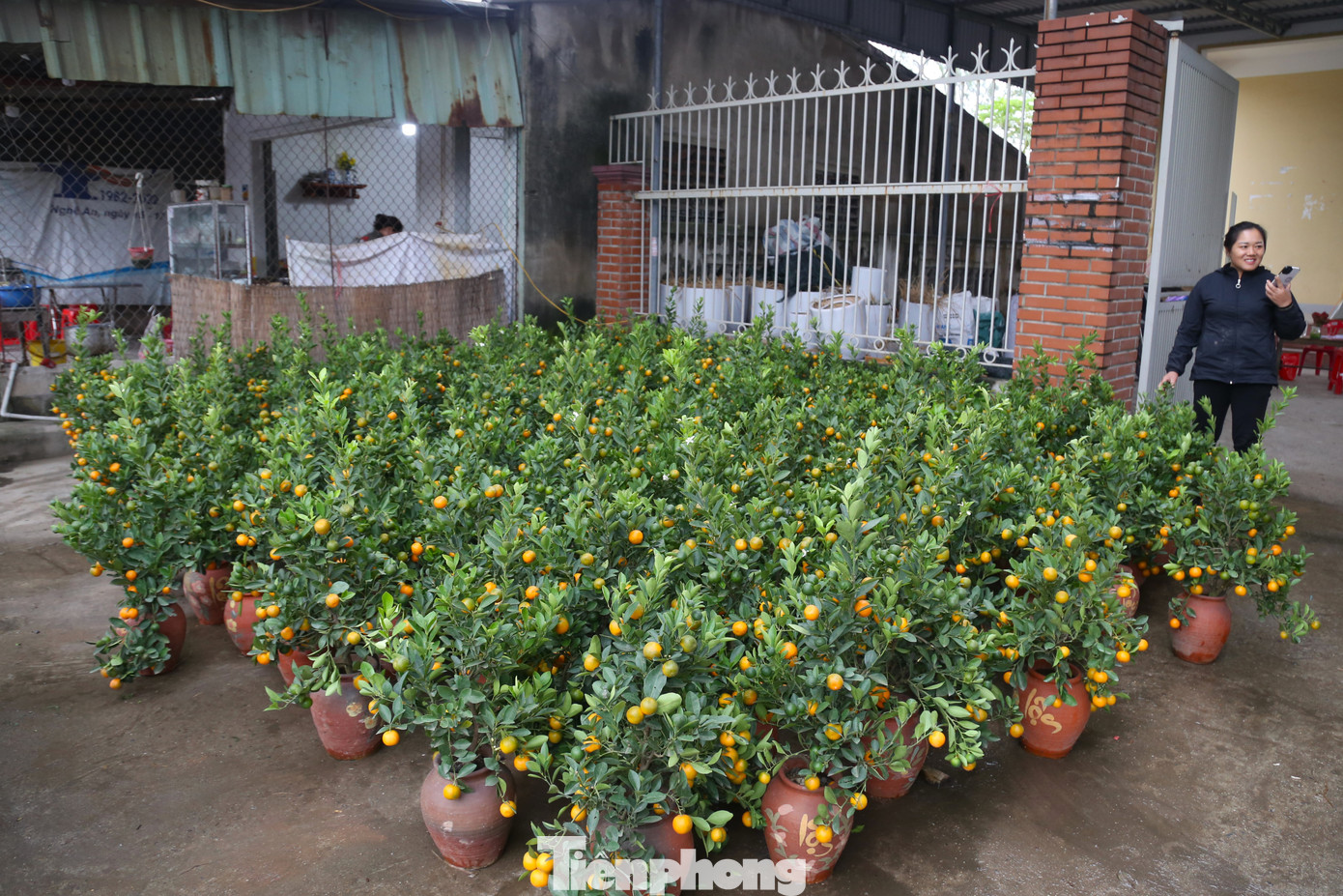 Những ngày này, trên các tuyến phố ở TP Vinh, Nghệ An đã bắt đầu bày bán các loại cây cảnh, hoa phục vụ người dân chơi Tết, đa phần trong số đó là quất, bưởi, đào...