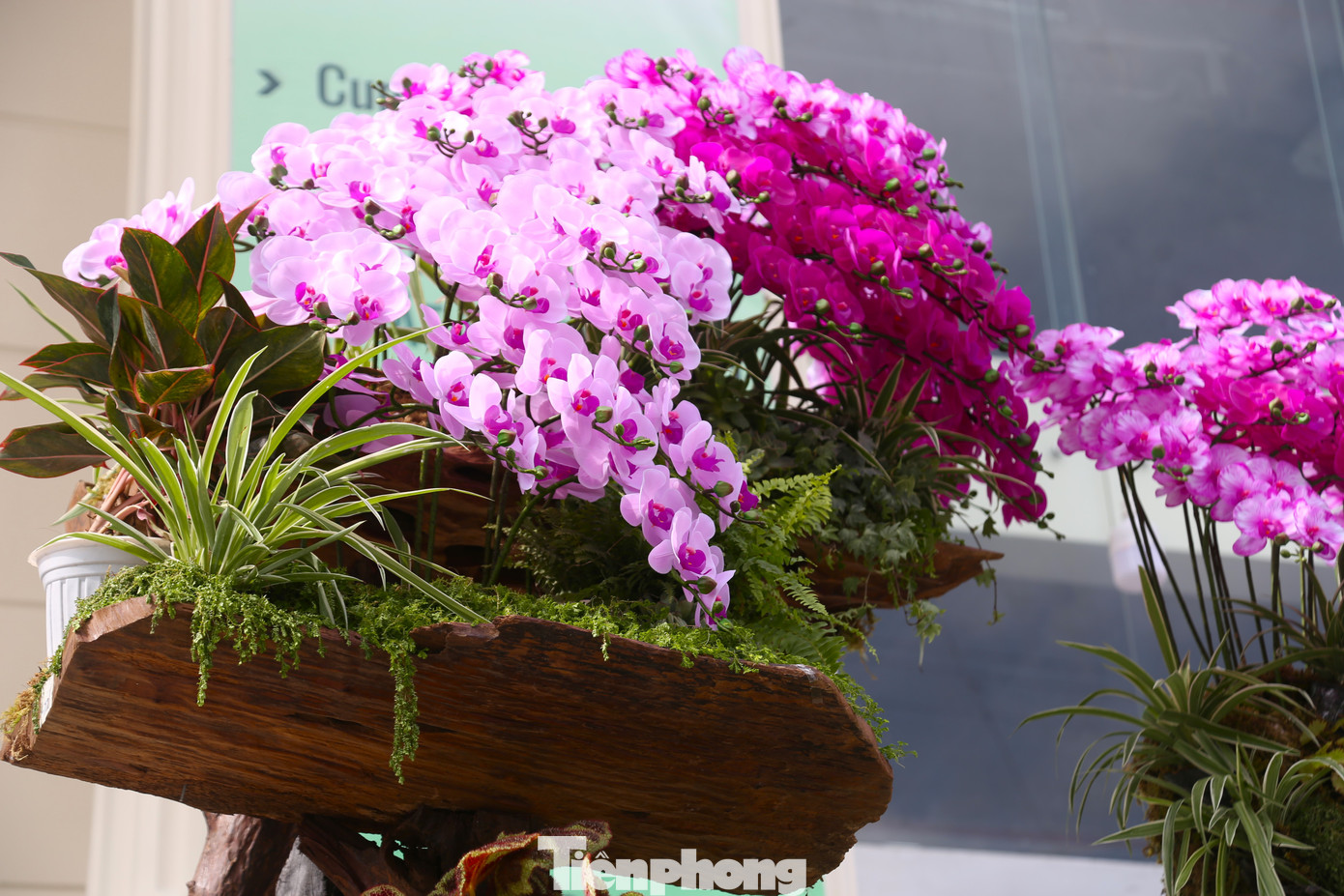 Giá mỗi chậu lan hồ điệp có giá từ vài triệu đến vài chục triệu đồng. Trong đó, nhiều chậu lan hồ điệp bằng gỗ lũa “khủng” có giá cả trăm triệu đồng.