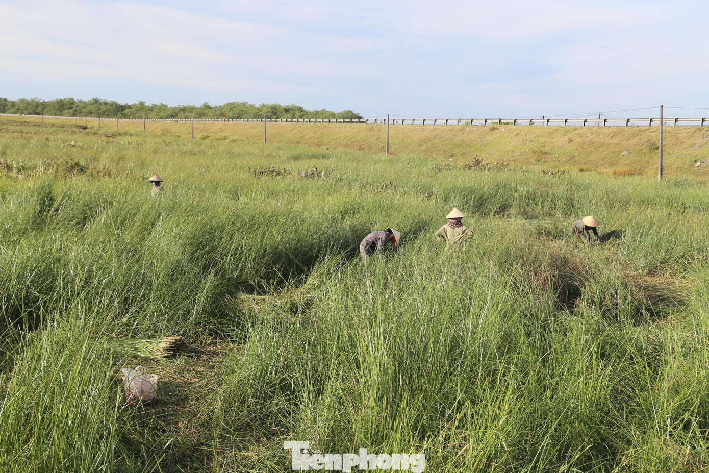Những ngày này, người dân ở xã Hưng Hòa (TP Vinh, Nghệ An) đang vào vụ thu hoạch cói. Một năm có 3 vụ thu hoạch cói, nhộn nhịp nhất là quãng tháng 6, 7. Đây là thời điểm vào chính vụ thu hoạch của bà con Hưng Hòa.