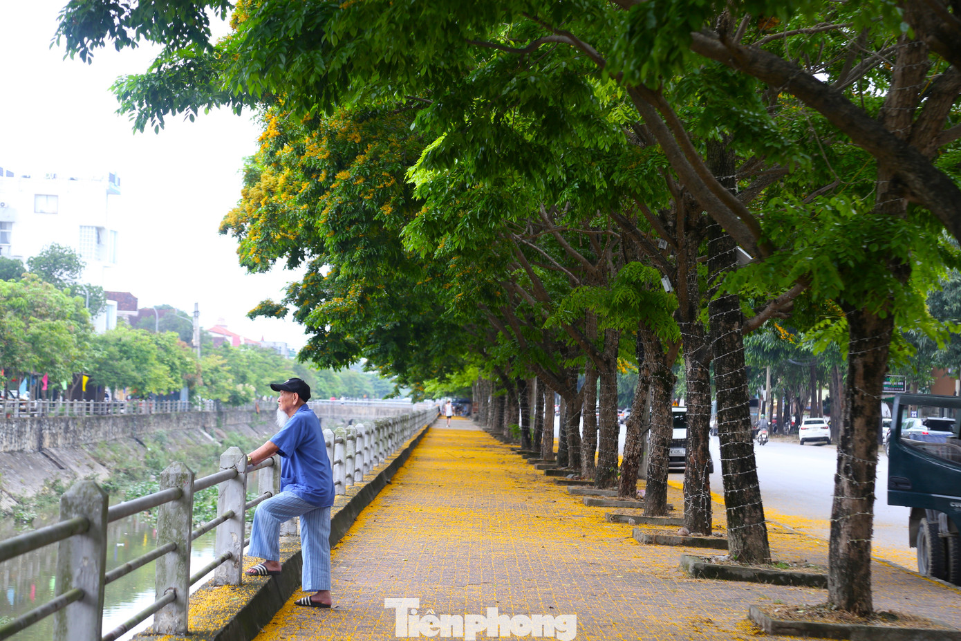 Giáng hương là loài cây thân gỗ, cho bóng xanh mát. Thời gian hoa ở lại trên cây lại rất ngắn, chỉ độ vài ba ngày. Khi sắc còn chưa phai, những cánh hoa mỏng manh đã rụng xuống thành từng thảm nhuộm vàng trên đường phố.