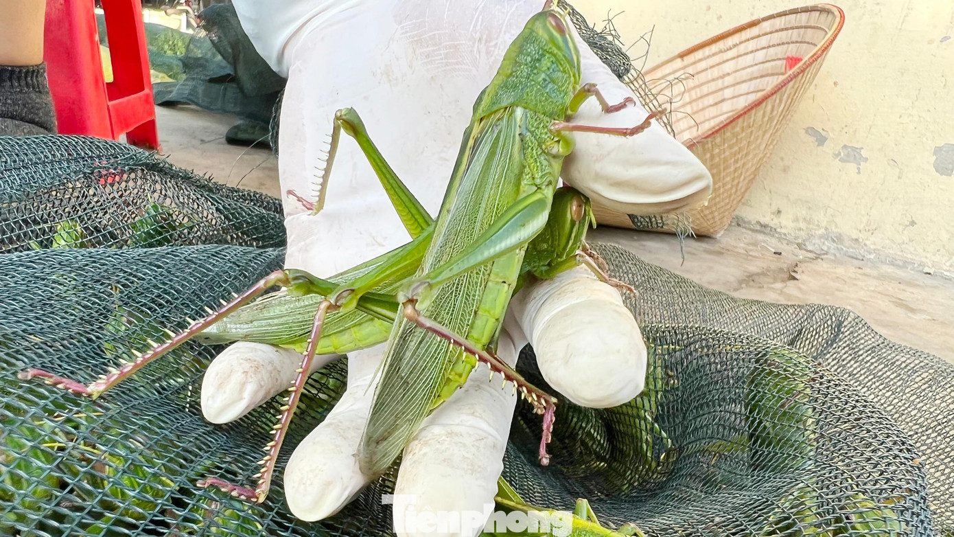 Theo người dân địa phương, cào cào xanh là món ăn giàu dinh dưỡng bởi thức ăn của chúng là các loại hoa sắp ra quả, ăn đòng đòng lúa và cây cỏ. Cào cào được chế biến thành nhiều món, tuy nhiên món thượng hạng nhất vẫn là cào cào rang lá chanh.