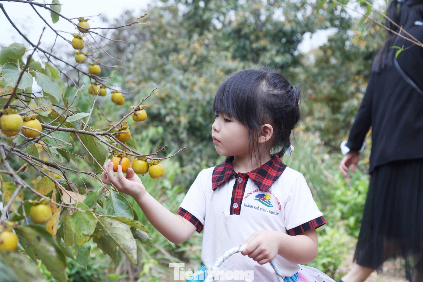 Cô Nguyễn Thị Ánh Mai chia sẻ: “Hàng năm, nhà trường đều tổ chức cho các cháu đi dã ngoại để tăng các kỹ năng sống. Năm nay, đúng vào dịp 20/10, nhà trường tổ chức cho khoảng 70 cháu đi tham gia trải nghiệm tại vườn hồng. Khi đặt chân tới đây, các cháu rất thích thú”.
