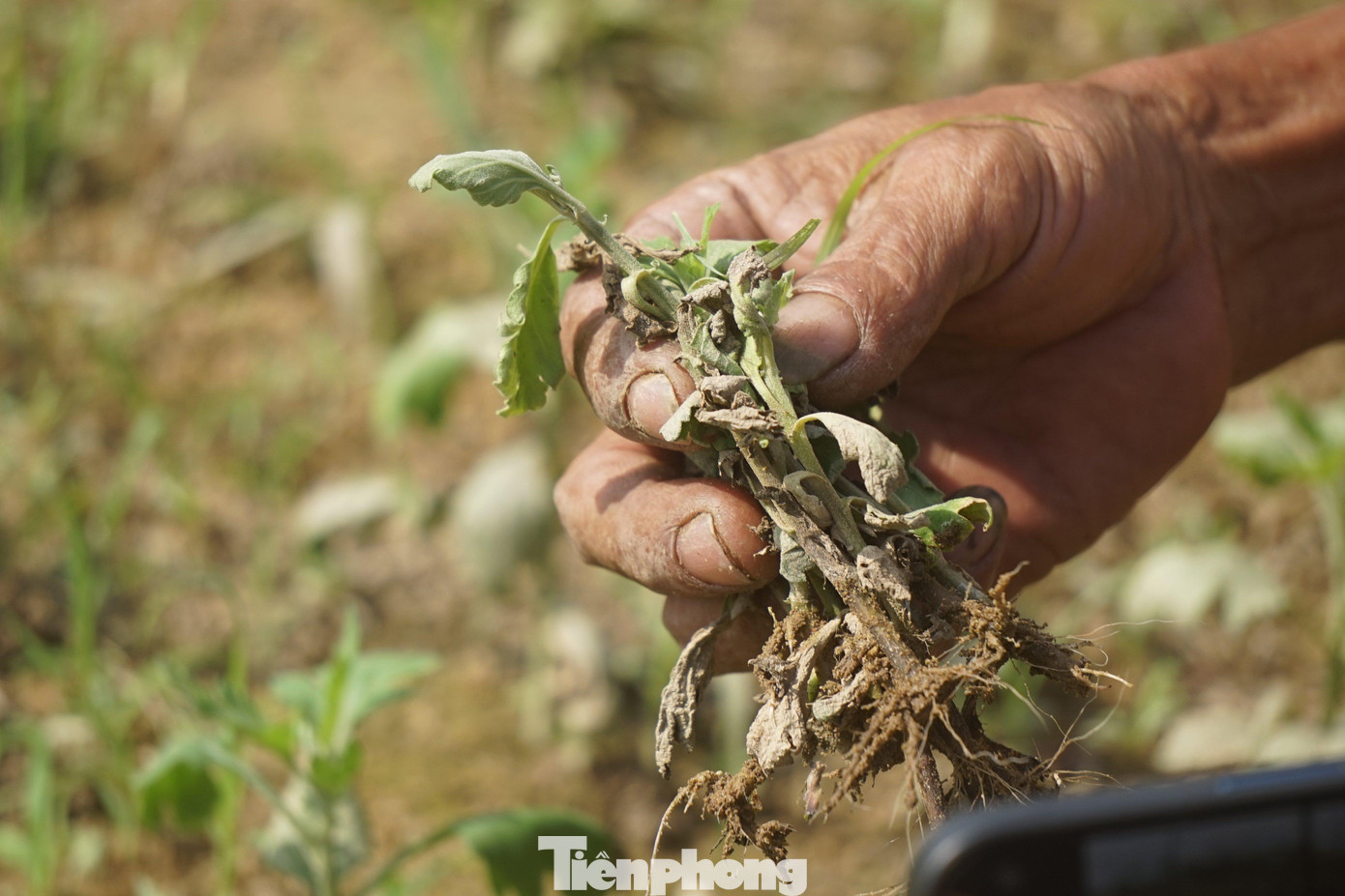 Khoảng hơn 1 tháng trước, ông Dũng xuống giống trồng hoa cúc chuẩn bị cho vụ hoa Tết trên diện tích hơn 1.000m2. Thời tiết thuận lợi, hoa sinh trưởng tốt. Tuy nhiên chỉ sau một trận mưa kéo dài 3 ngày, toàn bộ công sức của gia đình ông xem như mất trắng.
