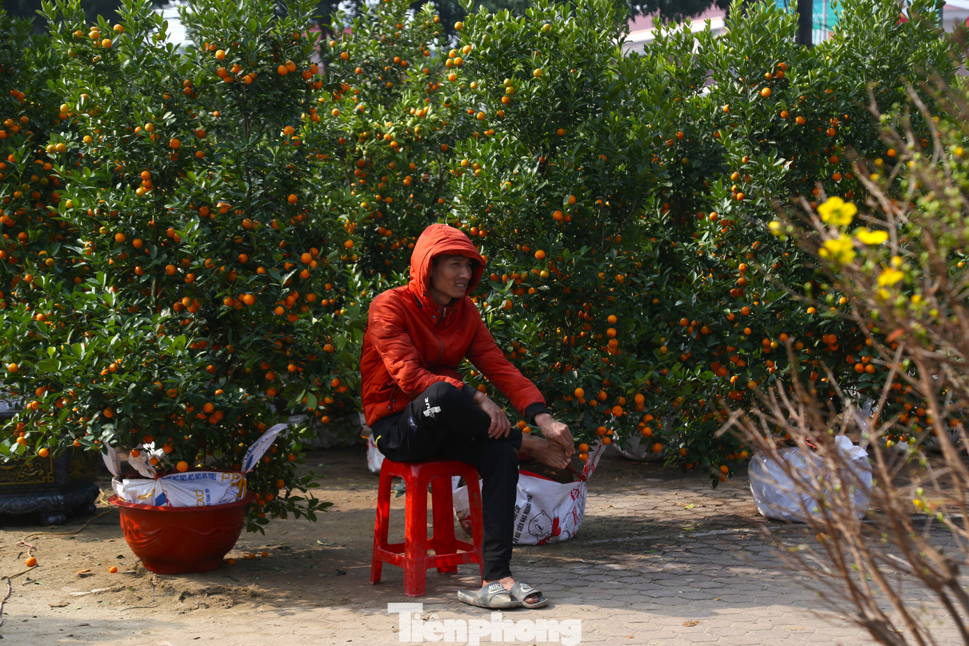 Tết Nguyên đán là dịp cao điểm buôn bán nhộn nhịp nhất năm song nhiều tiểu thương như “ngồi trên đống lửa” khi đào, quất… còn nhiều lại vắng khách mua.