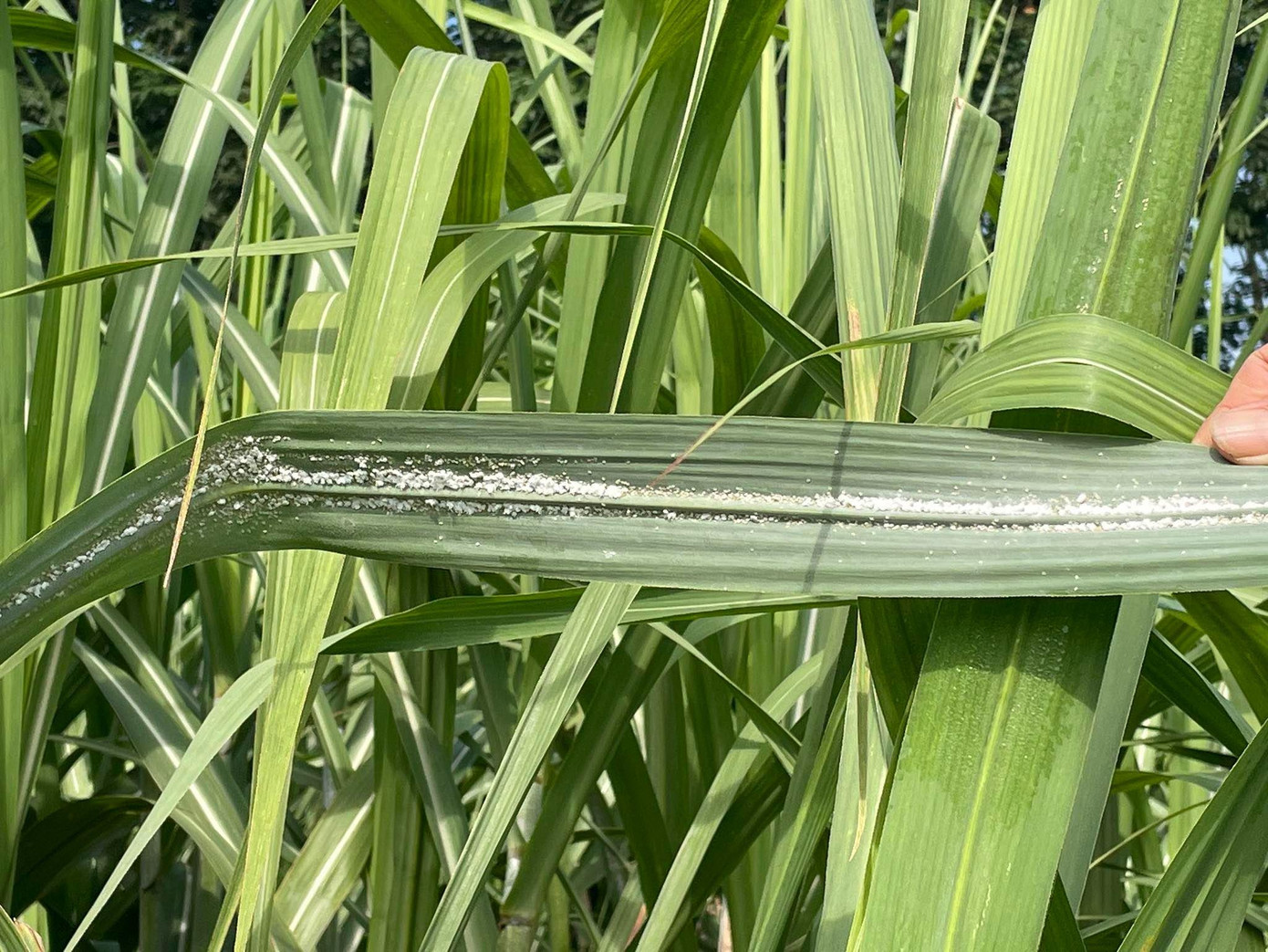 Hơn 1.000 ha mía ở huyện Nghĩa Đàn, Nghệ An bị nhiễm bệnh rệp xơ bông trắng Hơn 1.000 ha mía ở huyện Nghĩa Đàn, Nghệ An bị nhiễm bệnh rệp xơ bông trắng