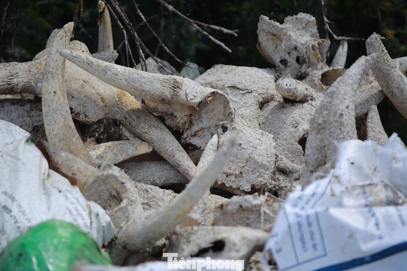 Những chiếc đầu trâu, bò còn trơ lại sau khi phân hủy.