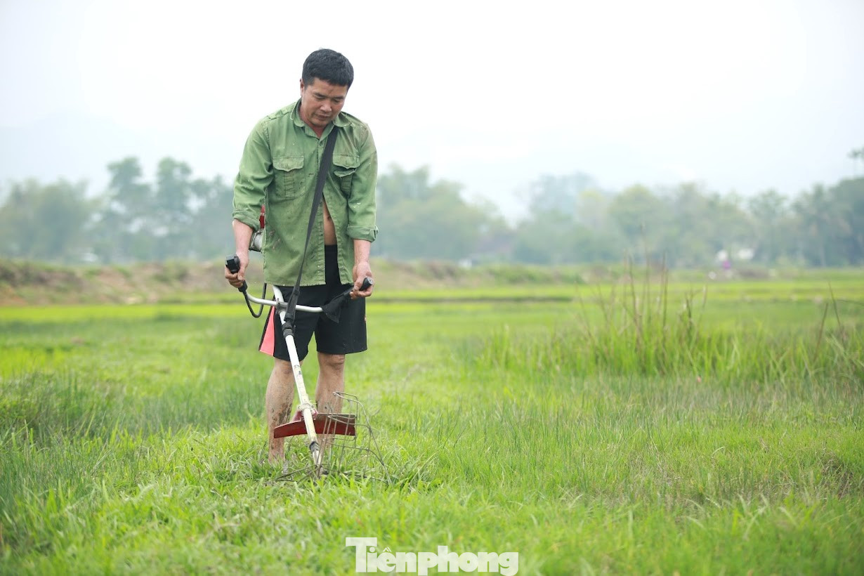 Nhiều nông dân tranh thủ cắt cỏ, bắt ốc.