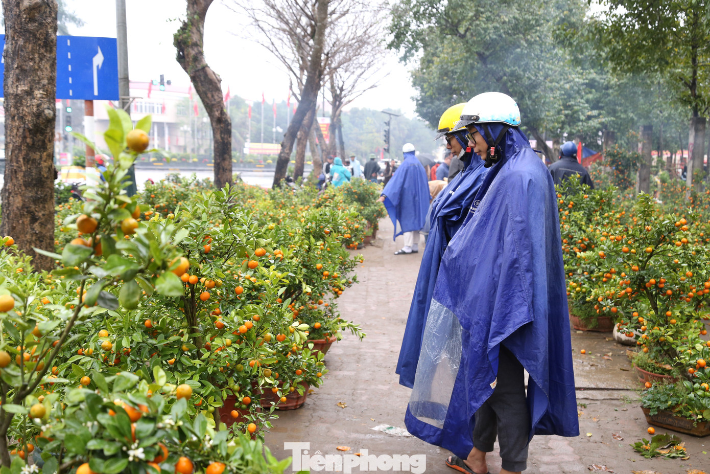 “Chiều 30 Tết rồi, kiểu gì quất cũng bán rẻ nên dù trời mưa, tôi cũng tranh thủ đi kiếm một cây về chơi Tết”, anh Thành, một người mua quất cho biết.
