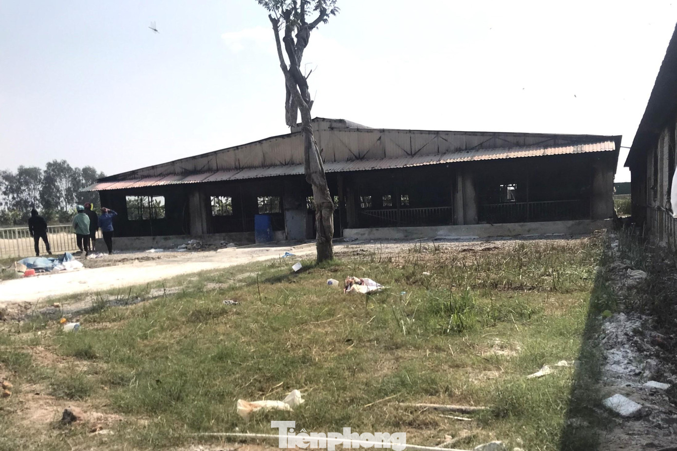 Ghi nhận tại trang trại của gia đình ông Hoàng Văn Thịnh (SN 1972, trú tại xã Đô Thành, huyện Yên Thành, Nghệ An) nơi xảy ra vụ hỏa hoạn kinh hoàng thiêu chết hơn 1.000 con lợn, khung cảnh ngổn ngang, tan hoang.