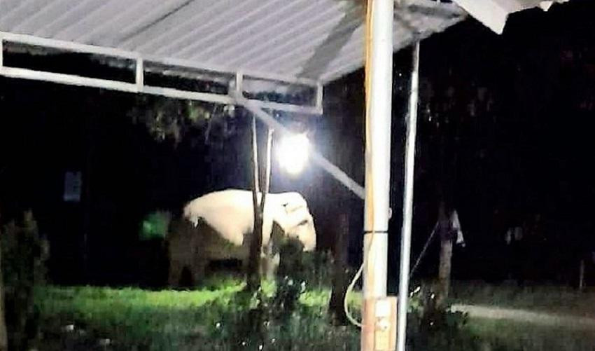 Hình ảnh con voi rừng xuất hiện gần thác khe Kèm