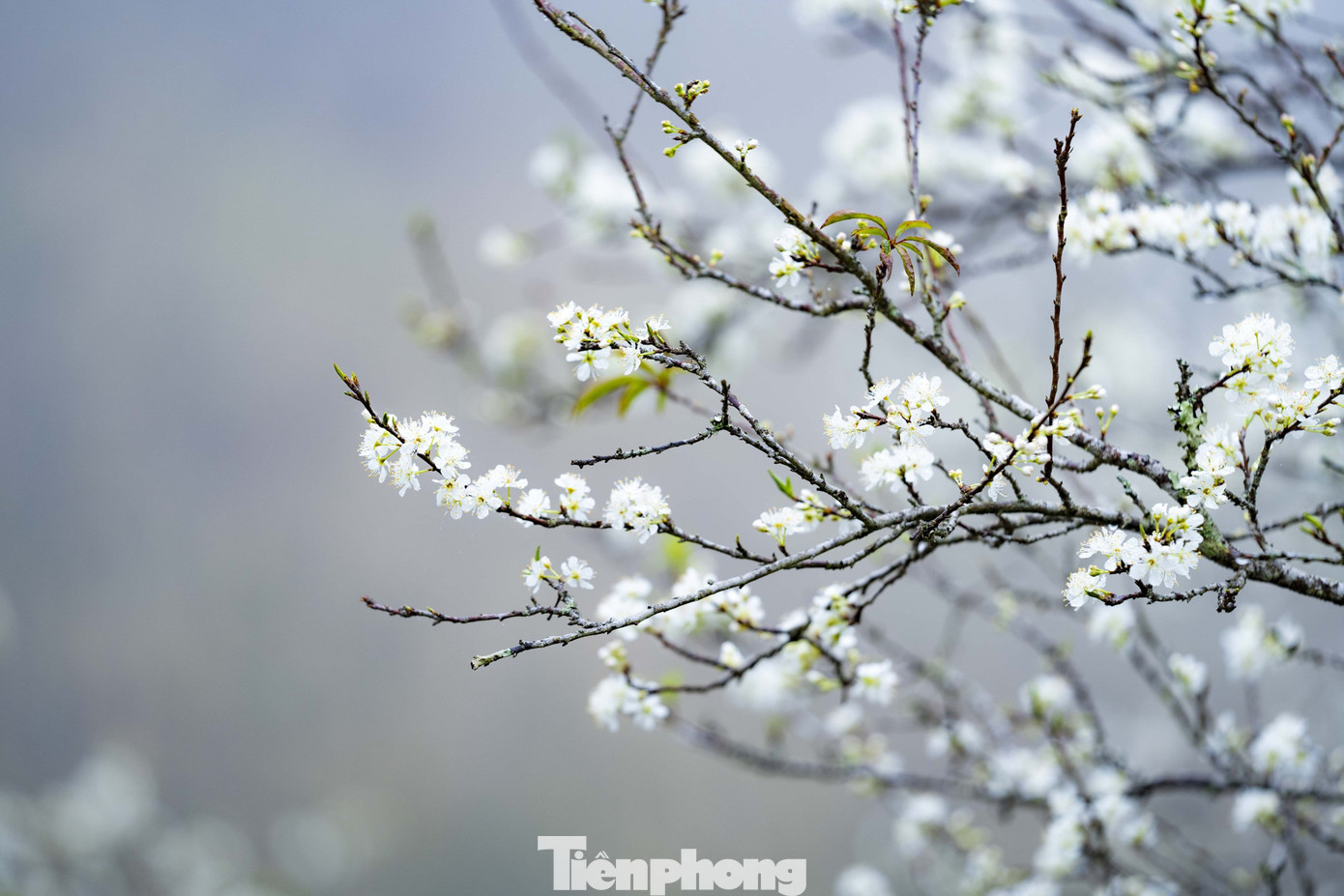 Hoa mận nở thành nhiều lớp đan xen nhau. Khi những lớp hoa này rụng, trái sẽ phát triển.