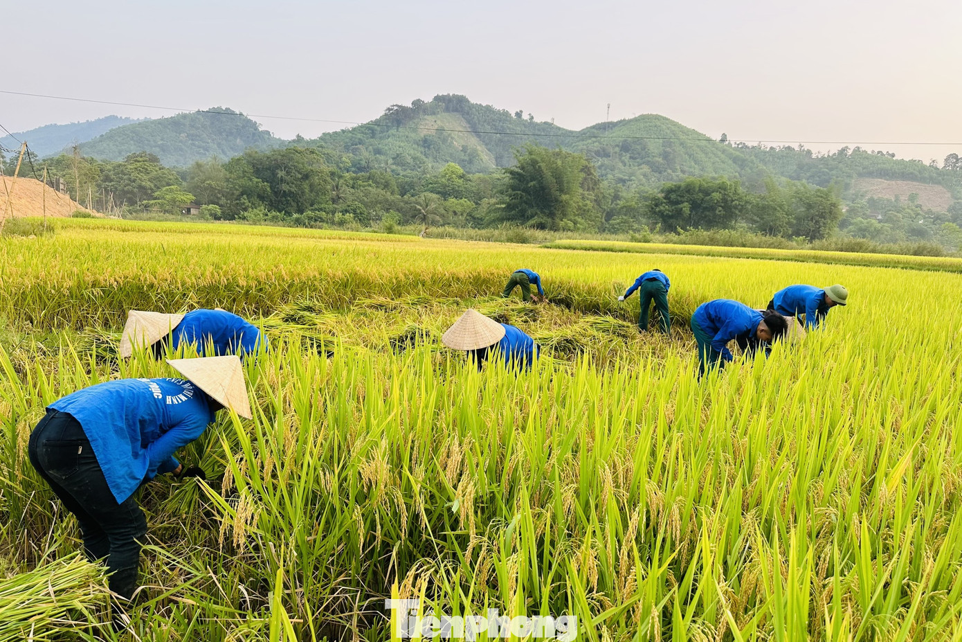 Hiện nay trên địa bàn huyện miền núi Con Cuông (Nghệ An), lúa đã vào mùa thu hoạch nhưng vẫn để ngoài đồng nhiều. Trước tình hình đó, hơn 150 đoàn viên thanh niên, Công an các xã Môn Sơn, Đôn Phục, Thạch Ngàn đã xuống đồng hỗ trợ giúp người dân thu hoạch lúa. Ảnh: TH