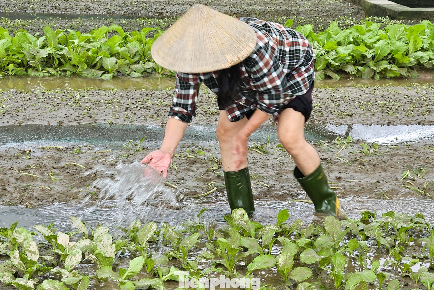 Bà Trần Thị Văn (71 tuổi, trú xóm Vinh Xuân) trồng hơn 6 sào rau gồm rau cải cay, rau mùi, rau cải mầm, xà lách,.... Sau khi làm đất, bà đánh luống trồng rau theo hình thức cuốn chiếu, thu hoạch đến đâu trồng mới đến đó. Tuy nhiên, rau đến kỳ chuẩn bị thu hoạch thì gặp mưa lớn gây ngập úng, toàn bộ diện tích coi như mất trắng. “Mưa lớn, dồn dập nước dâng nhanh nhấn chìm tất cả các luống rau. Nhìn luống rau cải còn xanh thế thôi, nhưng nắng lên là thối rữa hết”, bà Văn nói.