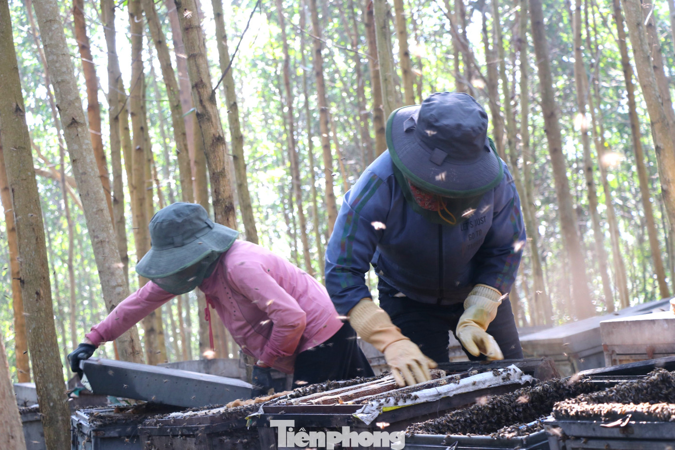 Chị Đỗ Thị Hoa (quê Hà Nam) có 600 thùng nuôi ong. Chị nói, nếu thời tiết thuận lợi cộng với thức ăn dồi dào, trung bình cứ một tuần người nuôi ong sẽ thu hoạch mật một lần. Công đoạn này gọi là quay mật.