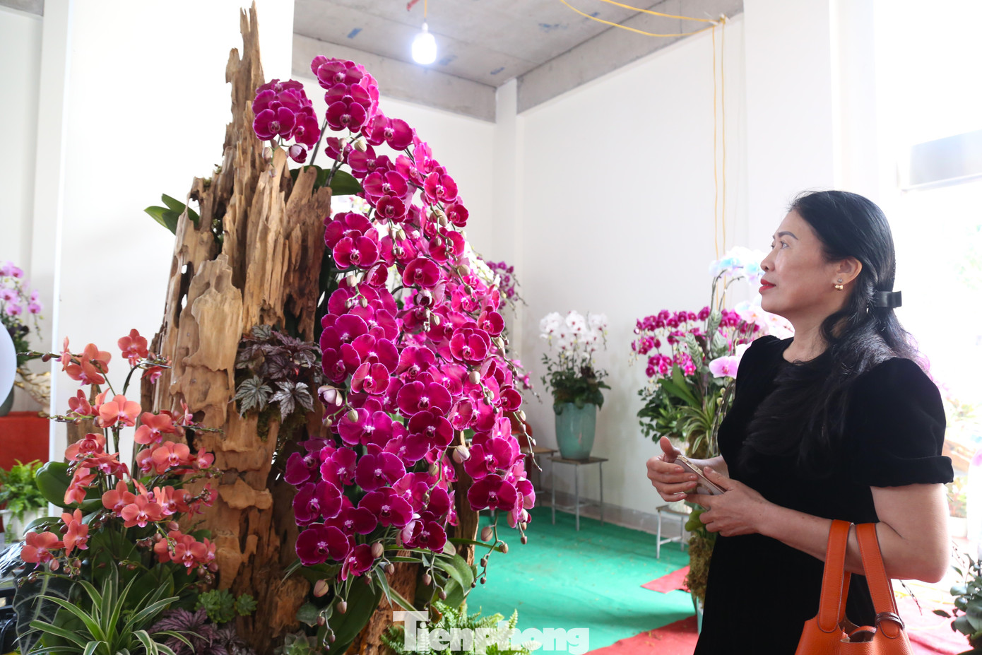 “Năm nay, chúng tôi tập trung làm các chậu lan cắm bằng gỗ lũa lớn để nhắm nhiều vào nhóm khách hàng đại gia. Gỗ lũa có thể được đánh bóng hoặc để nguyên bản tùy sở thích của khách hàng. Giá tiền gỗ lũa mỗi chậu đã 5 triệu đồng, chưa kể các chi phí khác”, chị Hảo cho hay.