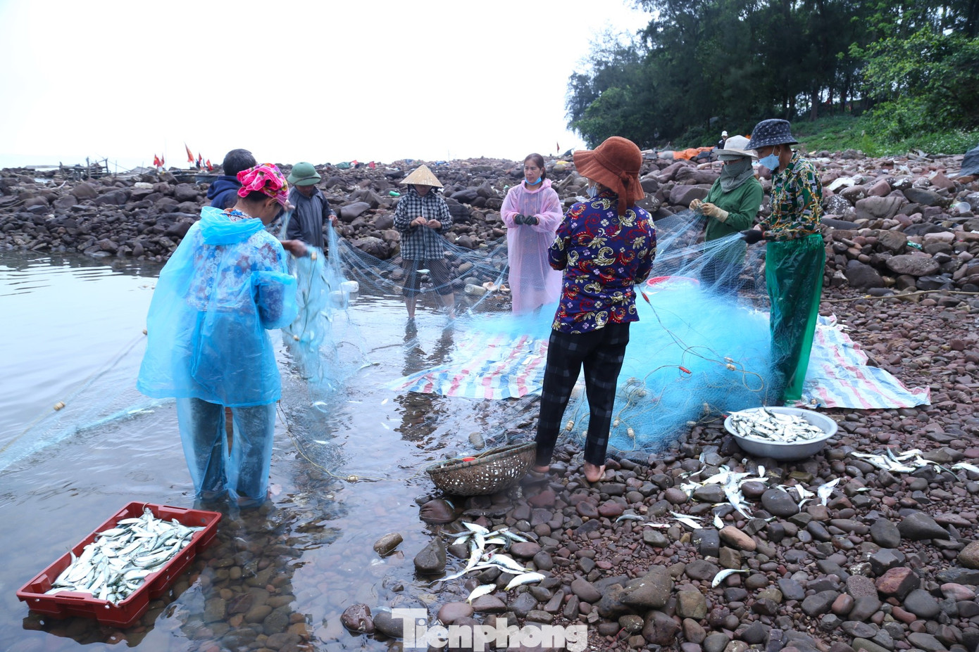 Sau khi đưa cá vào bờ, ông Thuận cùng bạn thuyền và người thân trong gia đình mở lưới ra để gỡ cá. Họ xếp hàng thành vòng tròn để gỡ những con cá mắc trong lưới. Sau khi đưa cá vào bờ, ông Thuận cùng bạn thuyền và người thân trong gia đình mở lưới ra để gỡ cá. Họ xếp hàng thành vòng tròn để gỡ những con cá mắc trong lưới.
