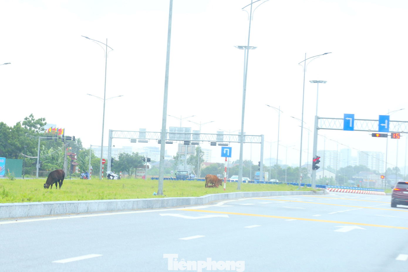 Theo lãnh đạo UBND phường Nghi Phú, từ khi Đại lộ Vinh - Cửa Lò thông xe, địa phương đã liên tục tuyên truyền, khuyến cáo người dân không chăn thả trâu, bò trên tuyến đường này. Thời gian đầu, địa phương đã nhắc nhở, tuy nhiên, để tăng sức răn đe, trong những tháng vừa qua, UBND phường đã giao cho công an phường tuần tra và lập biên bản xử phạt một số hộ thường xuyên vi phạm quy định.