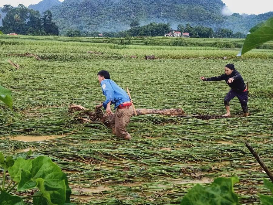 Nhiều diện tích lúa bị gãy đổ