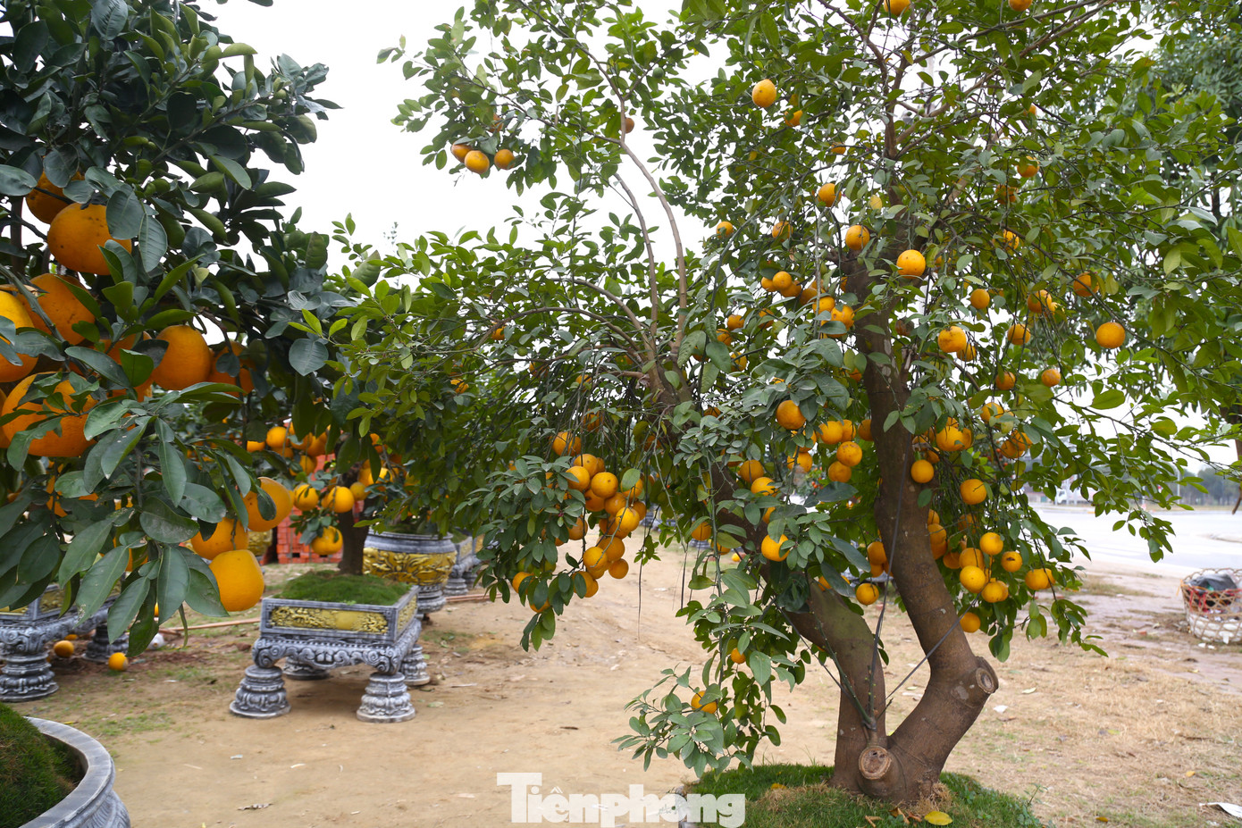 Theo chia sẻ của các tiểu thương bán cây cảnh Tết, đối với những cây ế ẩm hiện có 3 cách xử lý. Cách thứ nhất là bán với giá cực rẻ, vừa bán vừa cho đối với những người có nhu cầu. Cách thứ hai là hoàn lại cho các đầu mối cây cảnh ở ngoài Bắc, trong Nam với giá chỉ bằng một nửa so với thời điểm nhập về. Cuối cùng là thanh lý cho các nhà vườn trong và ngoài tỉnh chăm sóc để Tết năm sau cây sinh trưởng tốt sẽ mang ra bán tiếp.