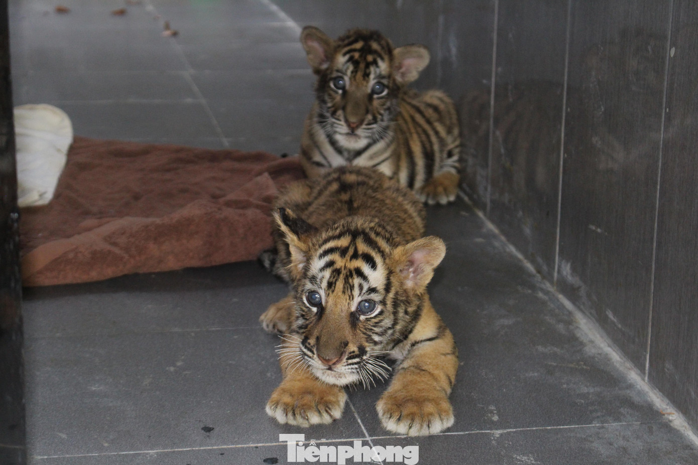 Những "chúa sơn lâm nhí" đã bắt đầu thích nghi với môi trường mới Những "chúa sơn lâm nhí" đã bắt đầu thích nghi với môi trường mới