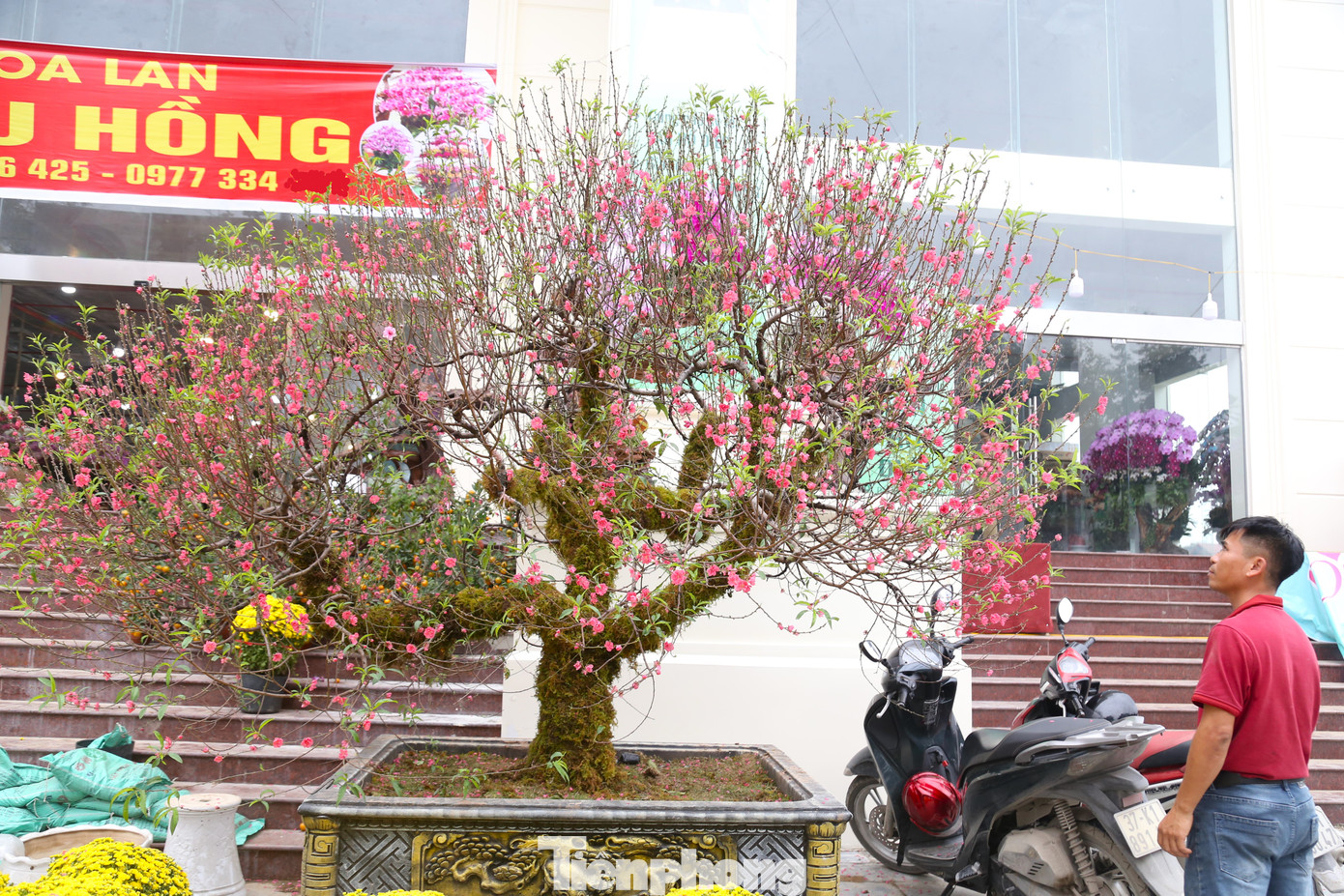 Anh Phi Hùng (trú TP Vinh), chủ vườn cho biết, năm nay anh nhập về 200 cây đào bán Tết, trong đó có 4 cây đào cổ phủ rêu. “Chúng tôi nhập đào từ Thường Tín (Hà Nội). Năm nay thời tiết thuận lợi nên đào ra hoa đẹp. Trong đó, có gốc hơn 100 năm, cao hơn 4m, giá cho thuê là 100 triệu đồng, còn nếu bán thì cao hơn”, anh Hùng chia sẻ.