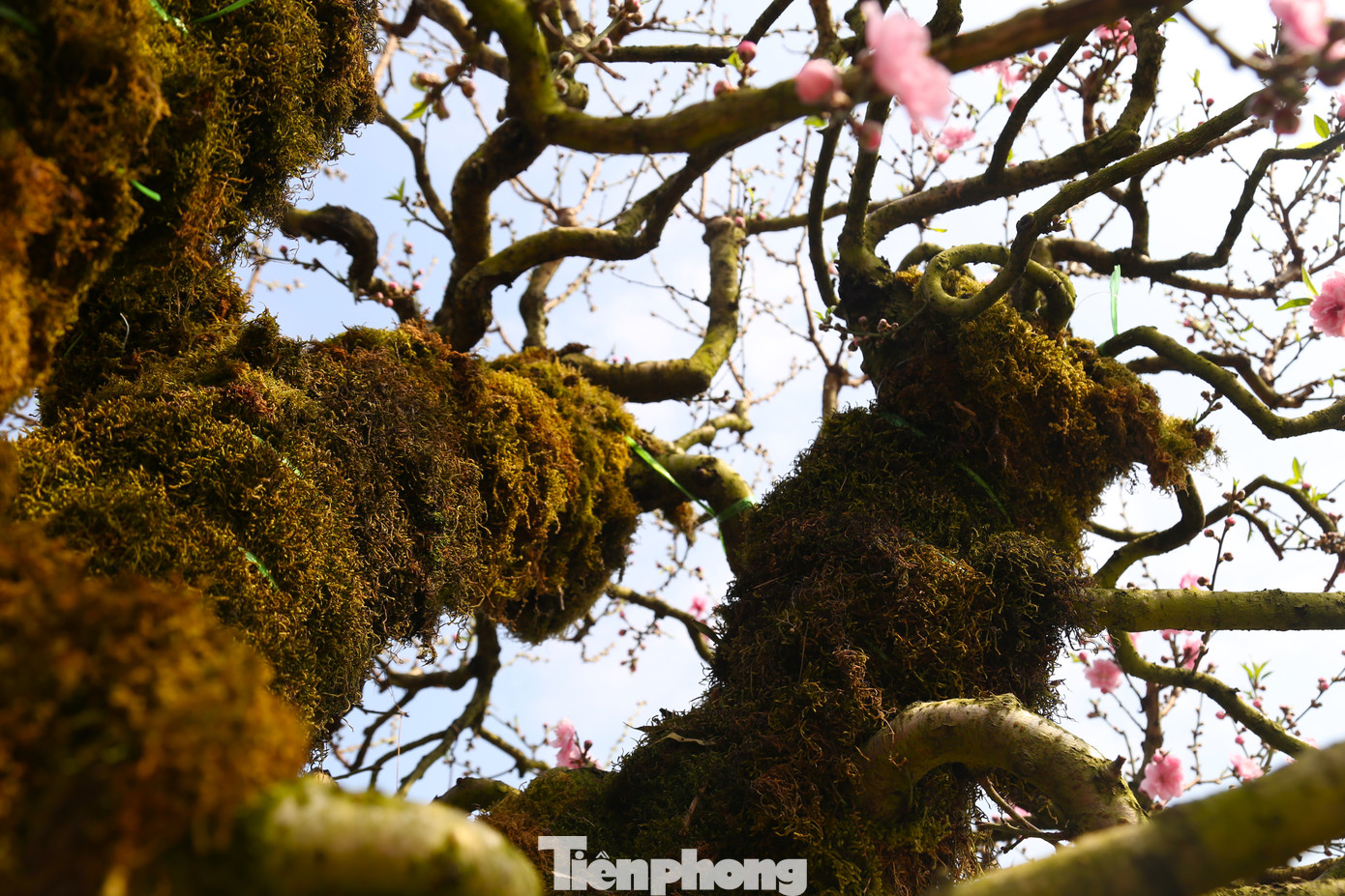 Cây đào có rất nhiều cành, hoa và chi chít nụ.