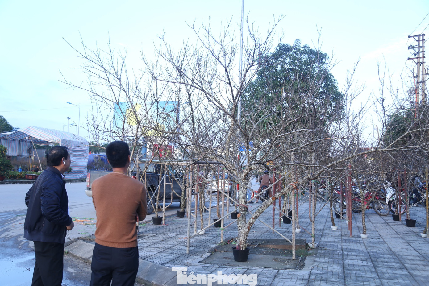 “Thị trường đào đá năm nay khá sôi động. Tuy giá hơi nhỉnh hơn nhưng vì cái thú chơi đào đá nó độc nên nhiều người thích”, anh Nguyễn Đức Lợi, một người bán đào đá ở TP Vinh nói và cho biết, cành đào đá đắt nhất mà anh bán có giá 55 triệu đồng.