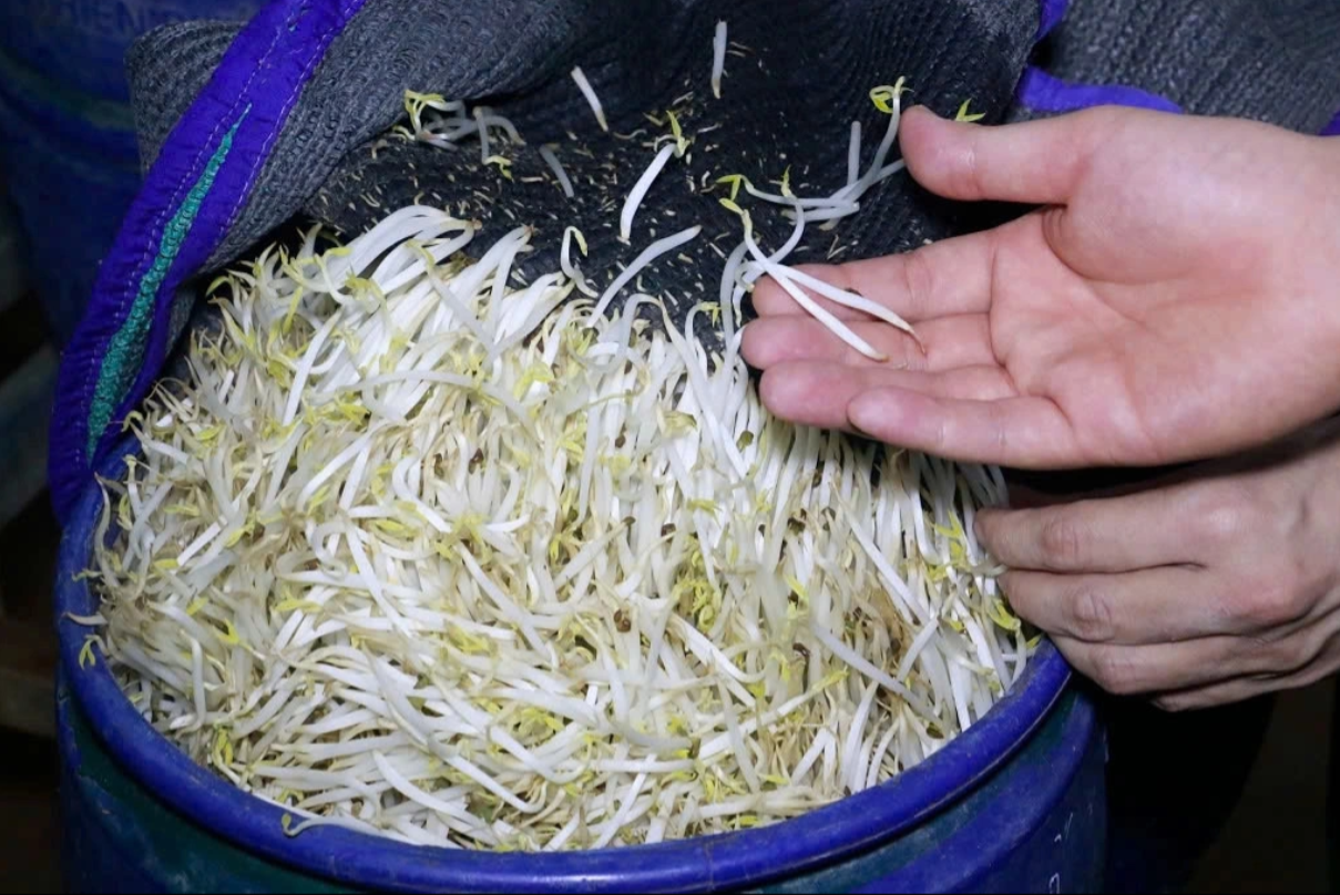 Giá đỗ ngâm, tưới "nước kẹo" thân đều, mập, không có rễ hoặc rễ ngắn, màu trắng bóng Giá đỗ ngâm, tưới "nước kẹo" thân đều, mập, không có rễ hoặc rễ ngắn, màu trắng bóng