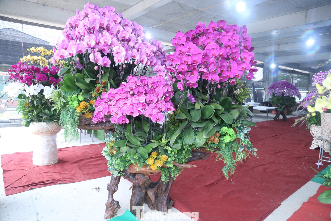 Để mẫu mã đa dạng, chủ cửa hàng đã mua thêm những khúc gỗ sần sùi về chế tác rồi gắn hoa lan lên, tạo thành những bình hoa lớn, độc, lạ.