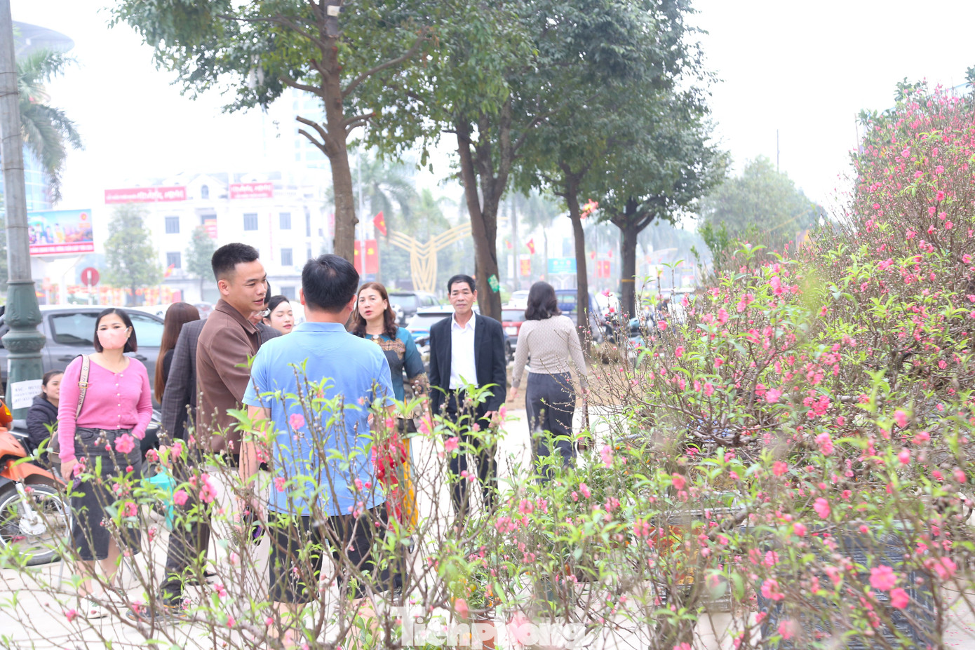 Cận Tết Nguyên đán Giáp Thìn, trên các tuyến phố ở TP Vinh (Nghệ An), đào, quất, bưởi,… đang được bày bán phục vụ người dân đón Tết. Nổi bật trong đó là gốc đào cổ thụ trăm tuổi phủ đầy rêu xanh được cho thuê với giá 100 triệu đồng.