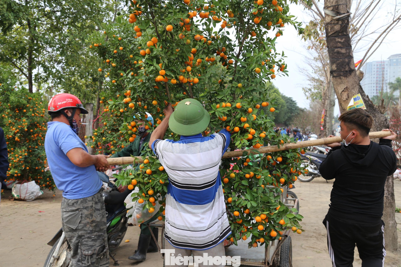 Do đây là công việc thời vụ, chỉ diễn ra trong thời gian ngắn nhưng lại cho thu nhập cao, nên lượng người làm nghề vận chuyển cây cảnh Tết ngày càng đông.