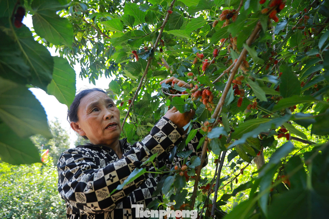 Đôi bàn tay vít những cành dâu, bà Tuyết chọn quả to, mọng nhất nhẹ nhàng tách dâu ra khỏi chùm. “Quả dâu nhỏ, dễ dập nên phải dùng tay hái thủ công nhẹ nhàng. Chỉ hái những quả dâu chín mọng, màu đỏ thẫm hoặc đen, như thế mới ngọt”, bà Tuyết chia sẻ.