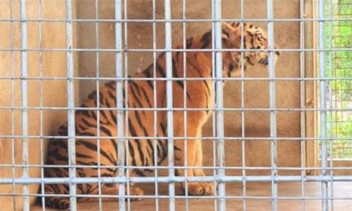 Hổ còn sống sau giải cứu